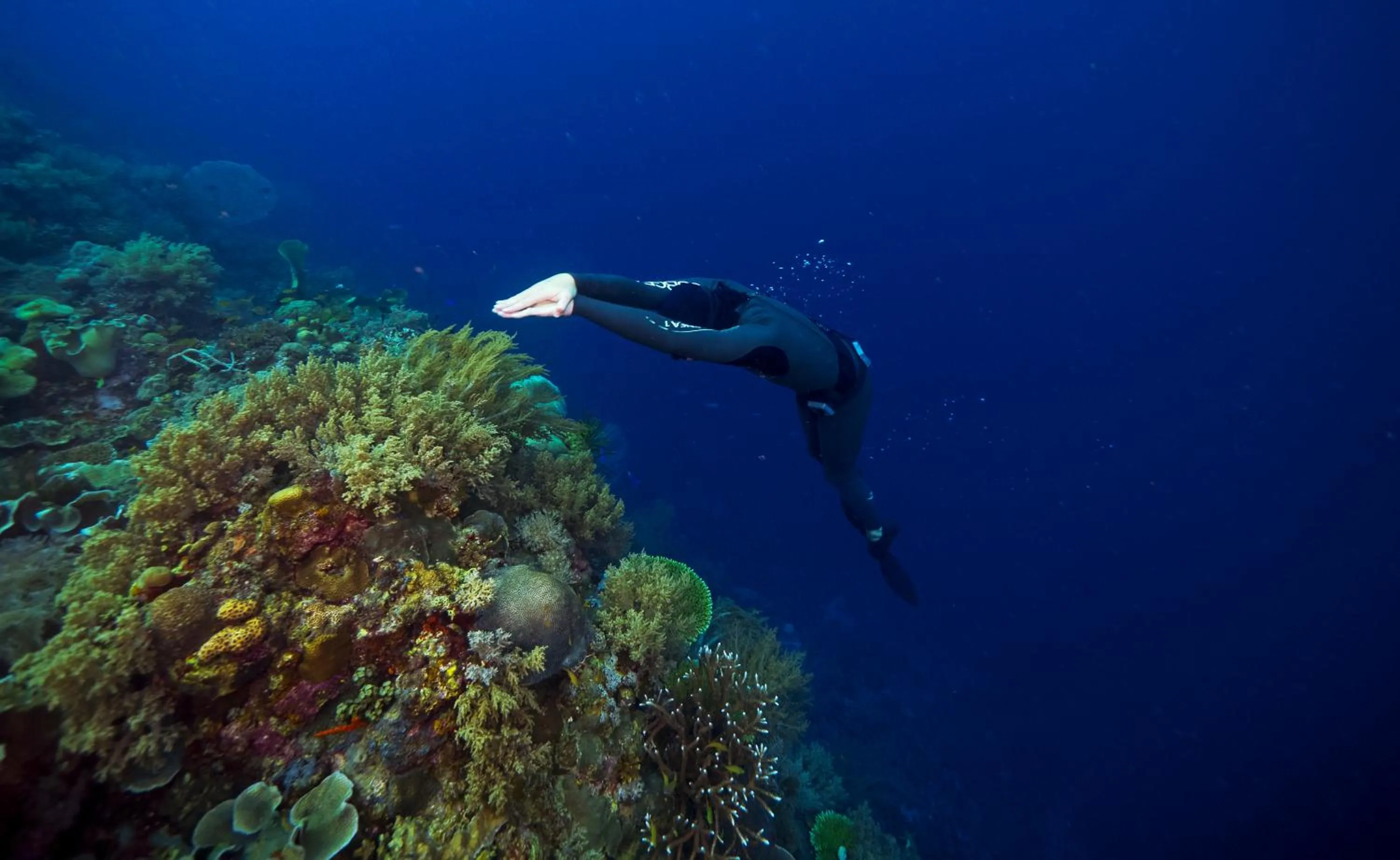 Property building in Cabilao Sanctuary Beach & Dive Resort