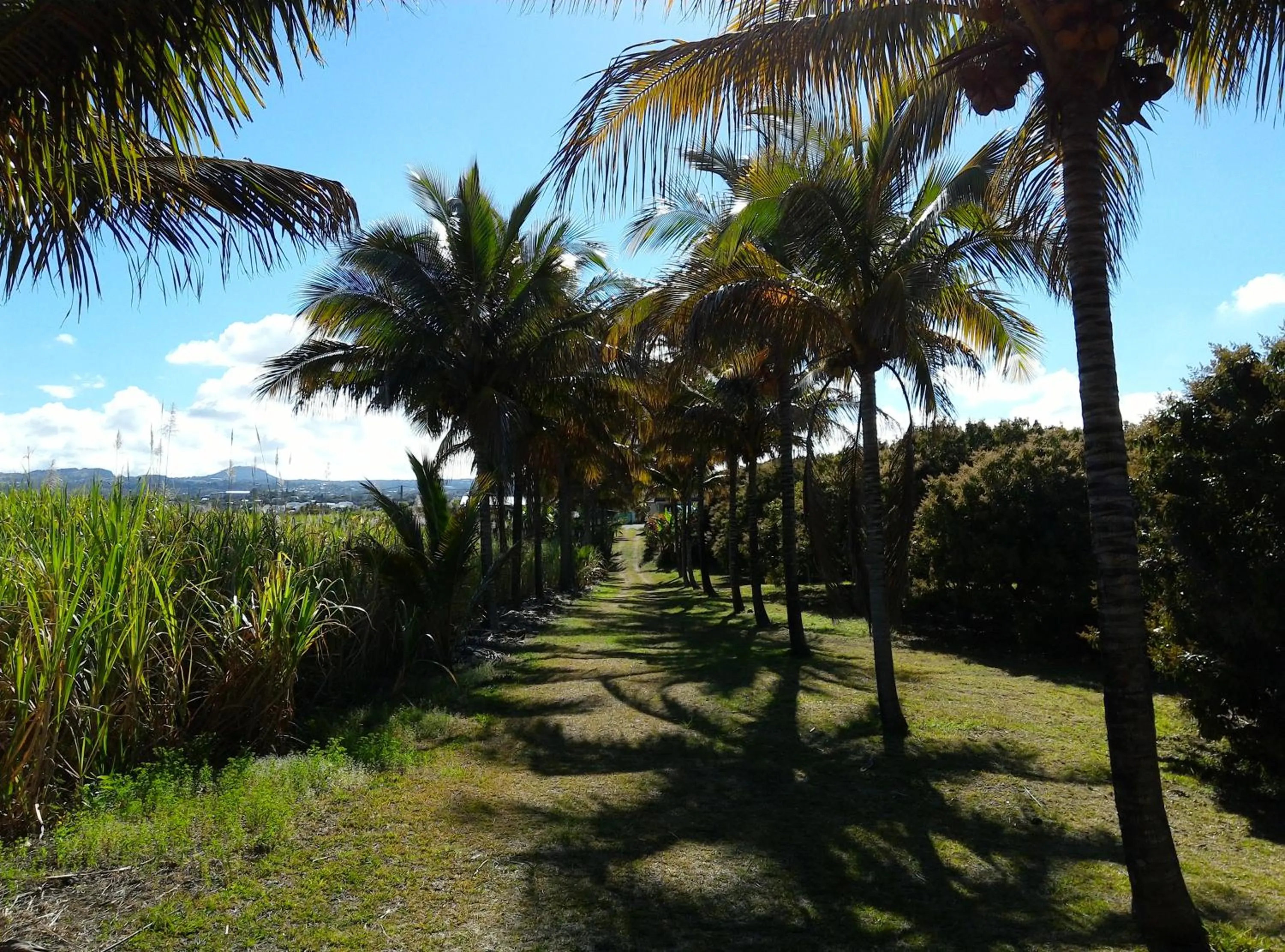 Garden in Zoiseaux Pays