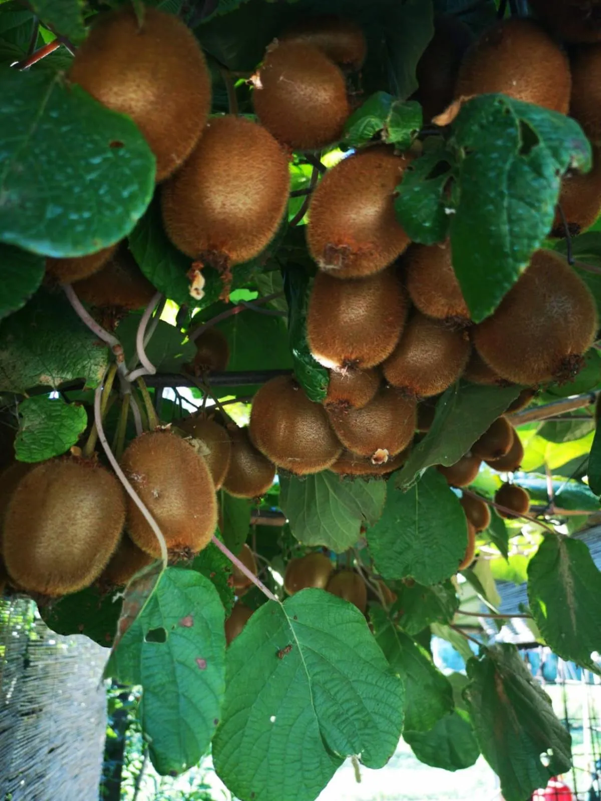 Seasons in Nonna Piera