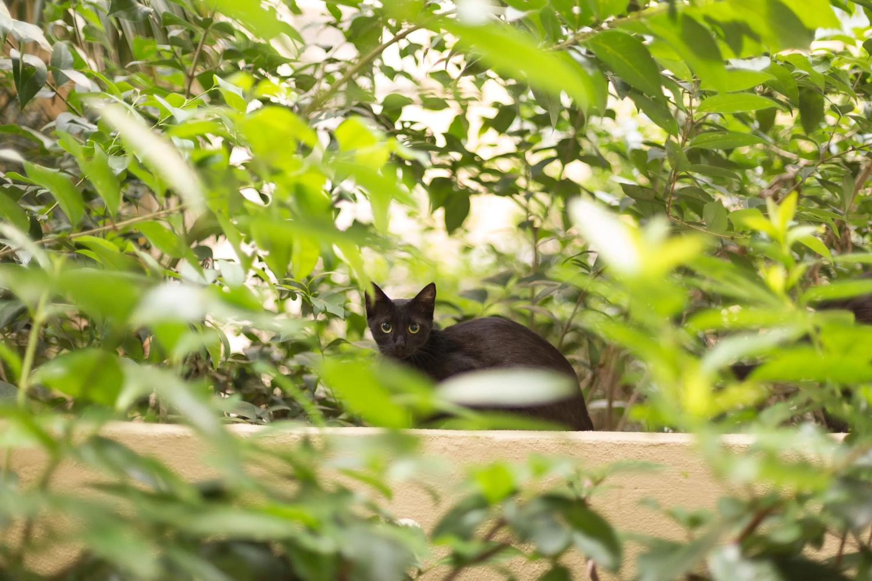 Garden in Gatto Perso Luxury Studios And Apartments