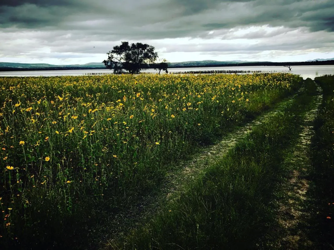 Quiet street view in Mesa Verde by Rotamundos