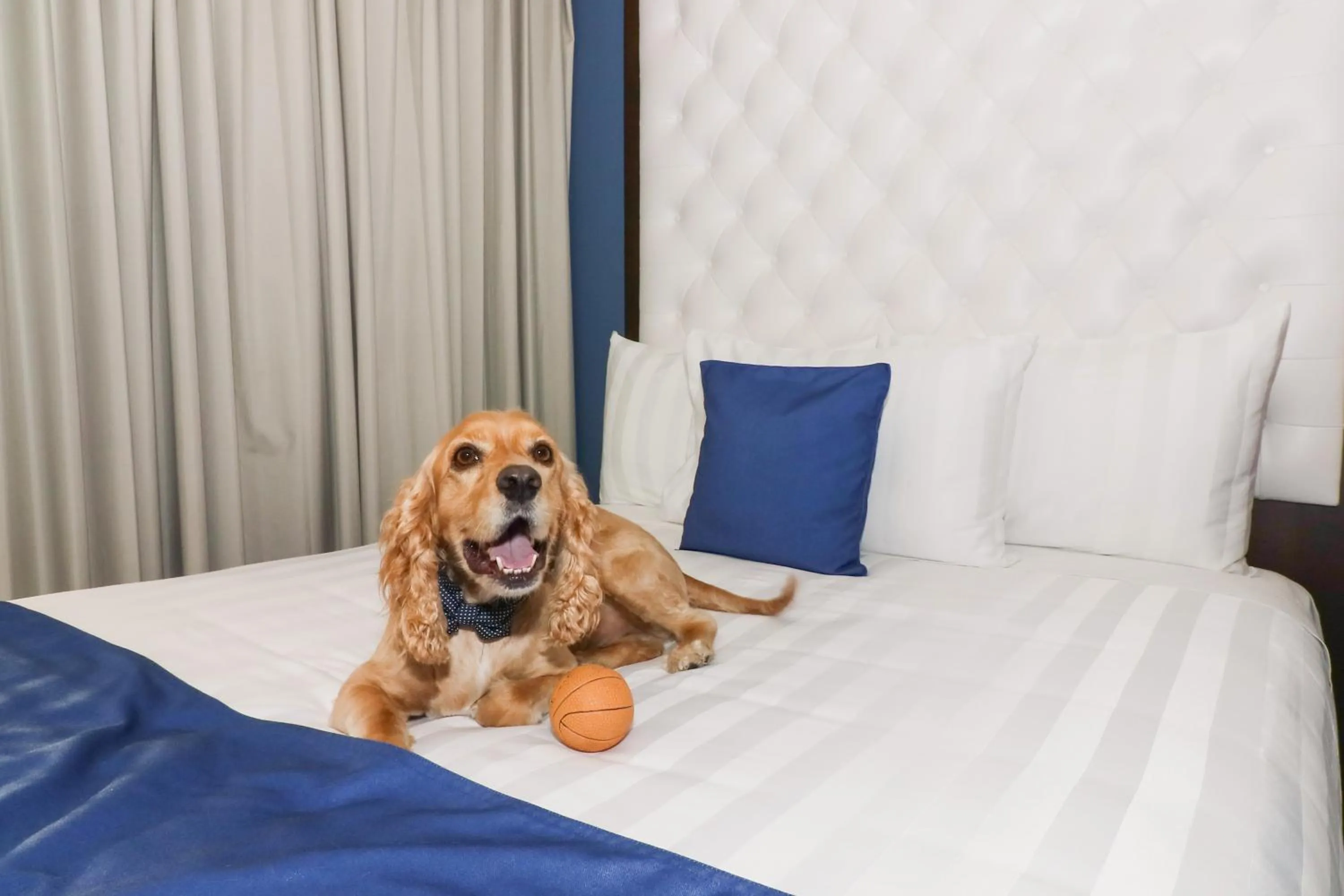 Animals, Bed in Medano Hotel and Spa