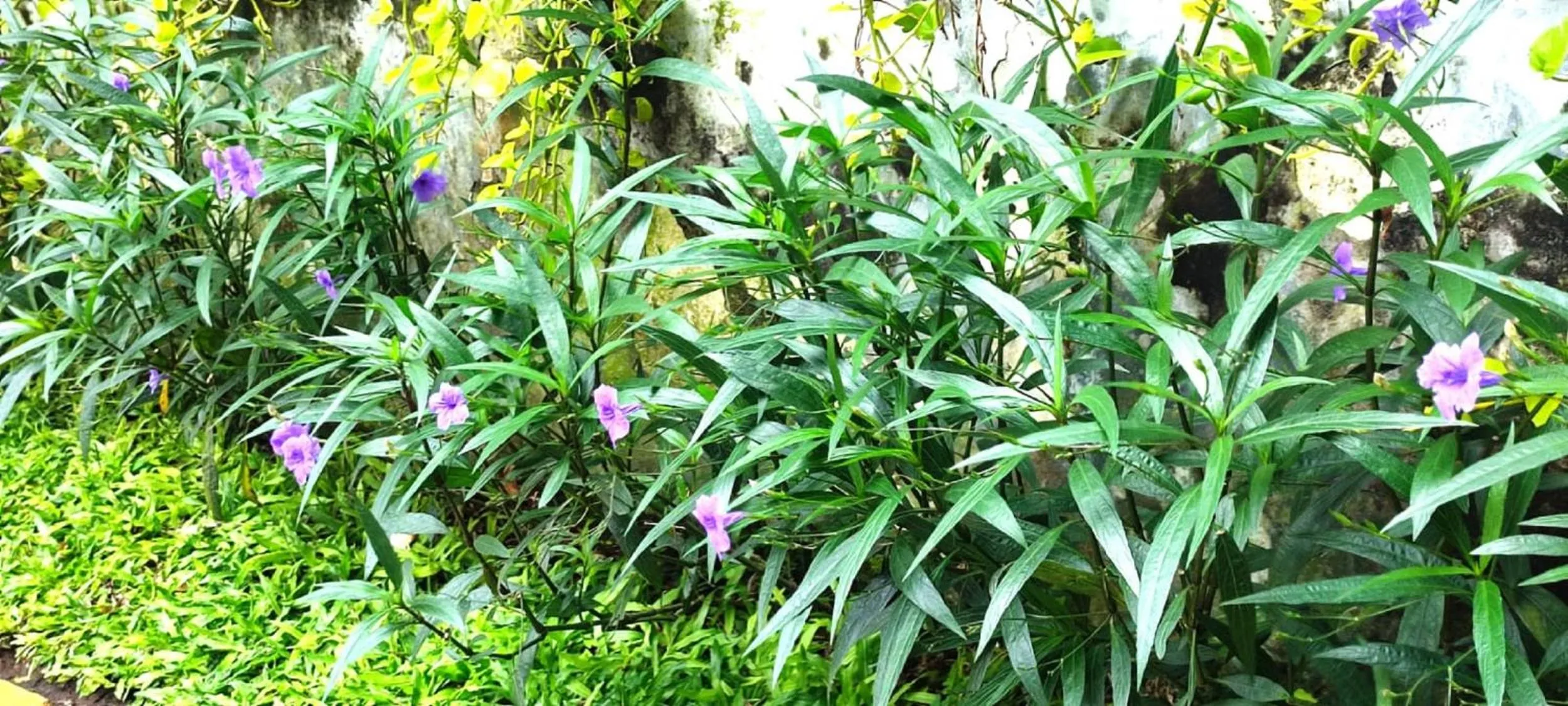 Garden in KHAS Gresik