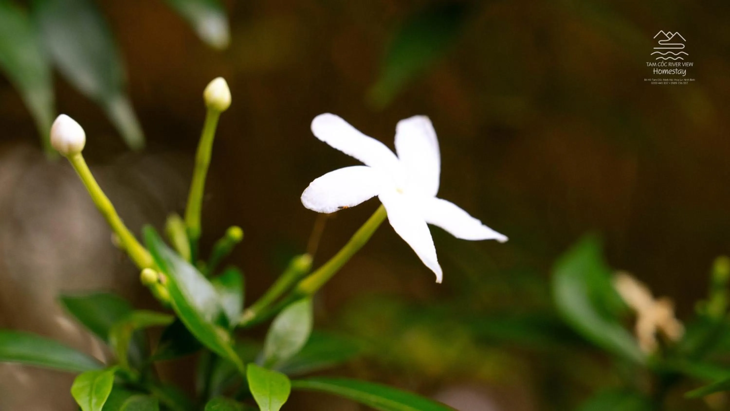 Spring in Tam Coc River View Homestay