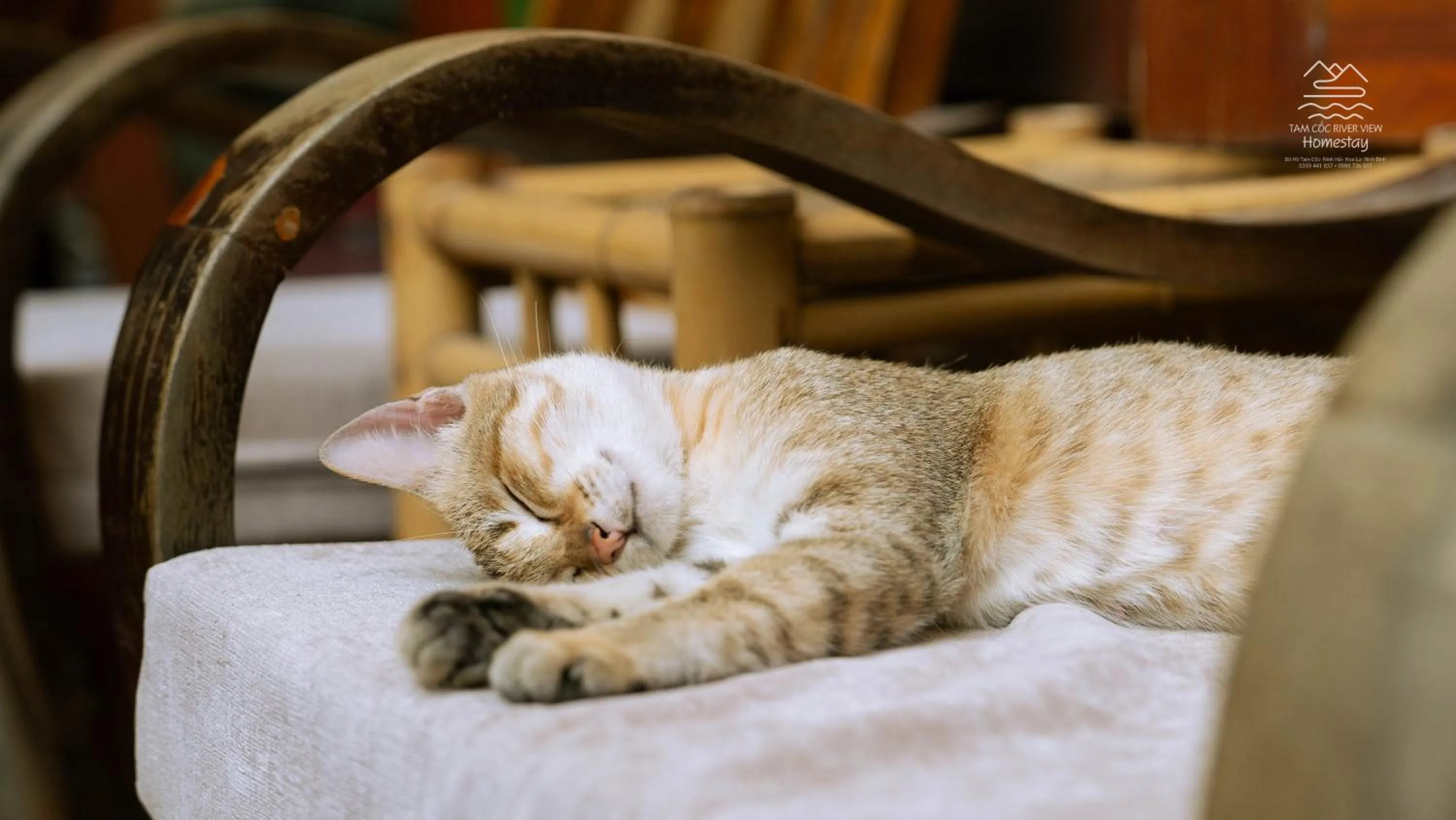Tam Coc River View Homestay