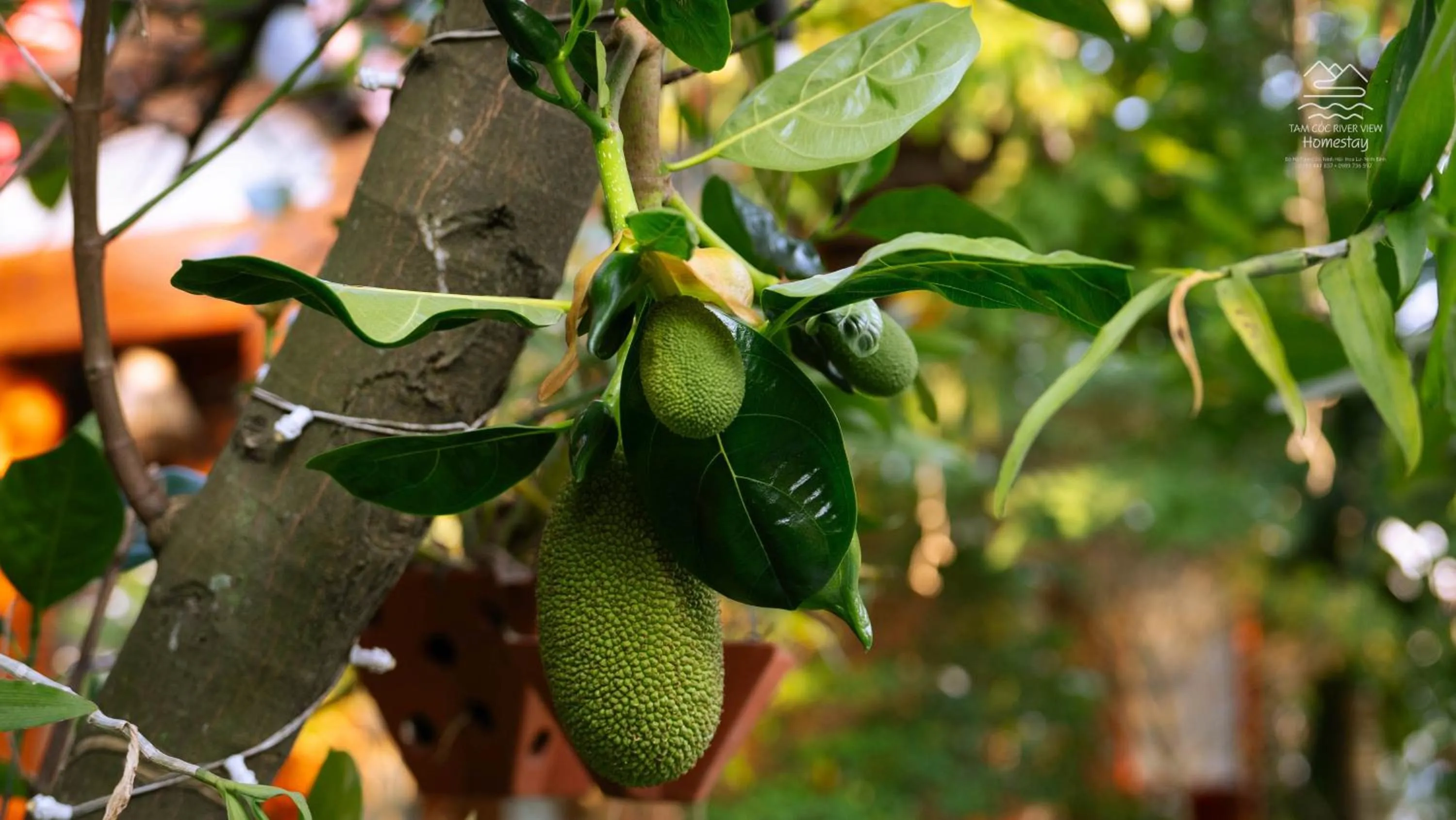 Tam Coc River View Homestay