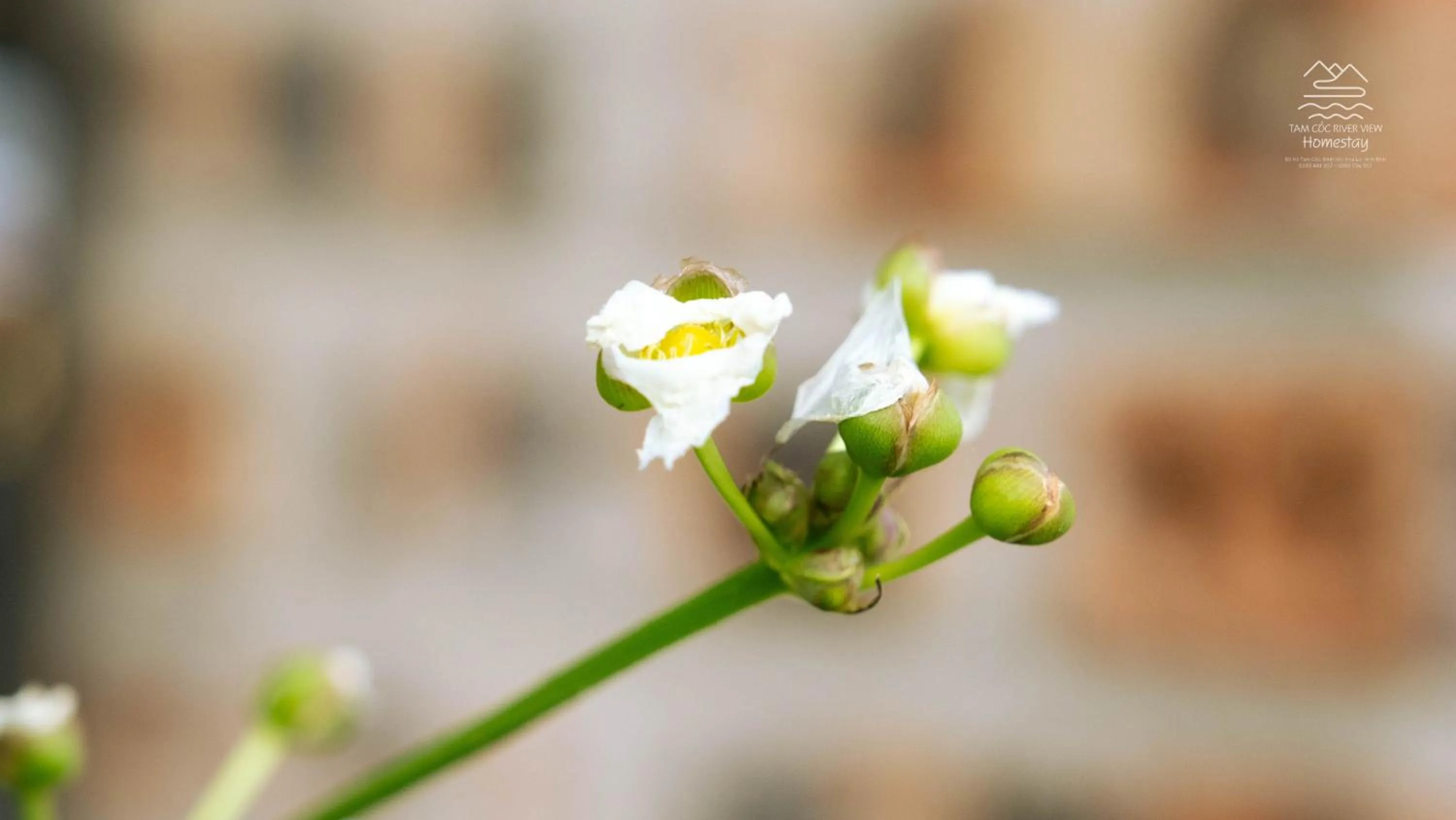 Tam Coc River View Homestay