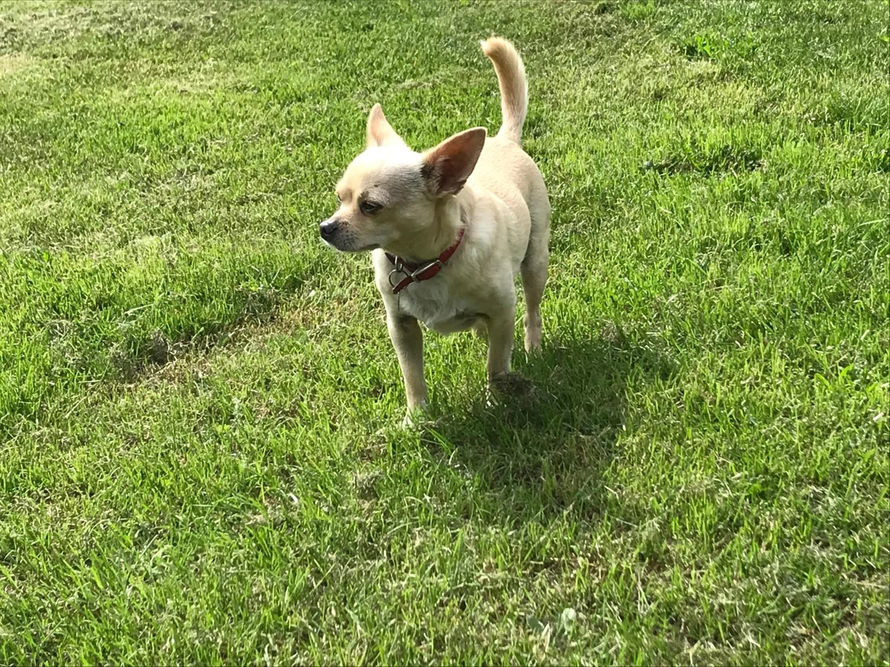 Familiehuis Boysen Appartementen