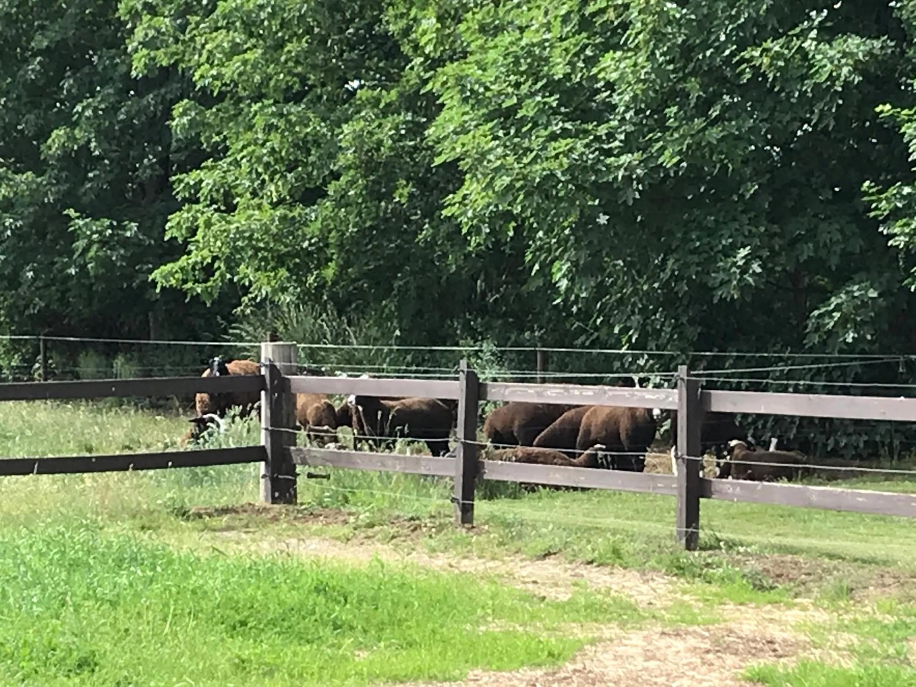 Animals in Familiehuis Boysen Appartementen