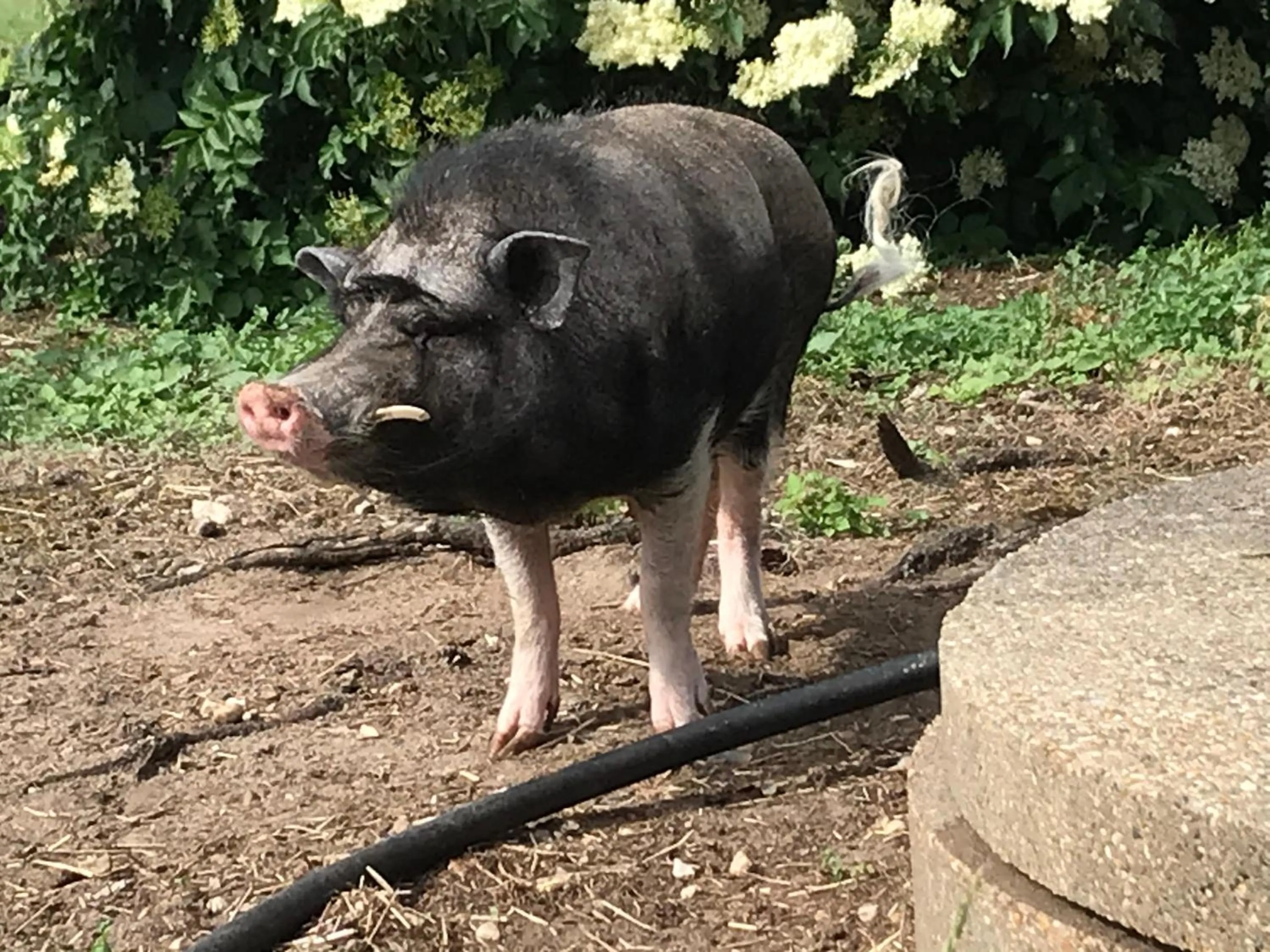 Animals in Familiehuis Boysen Appartementen