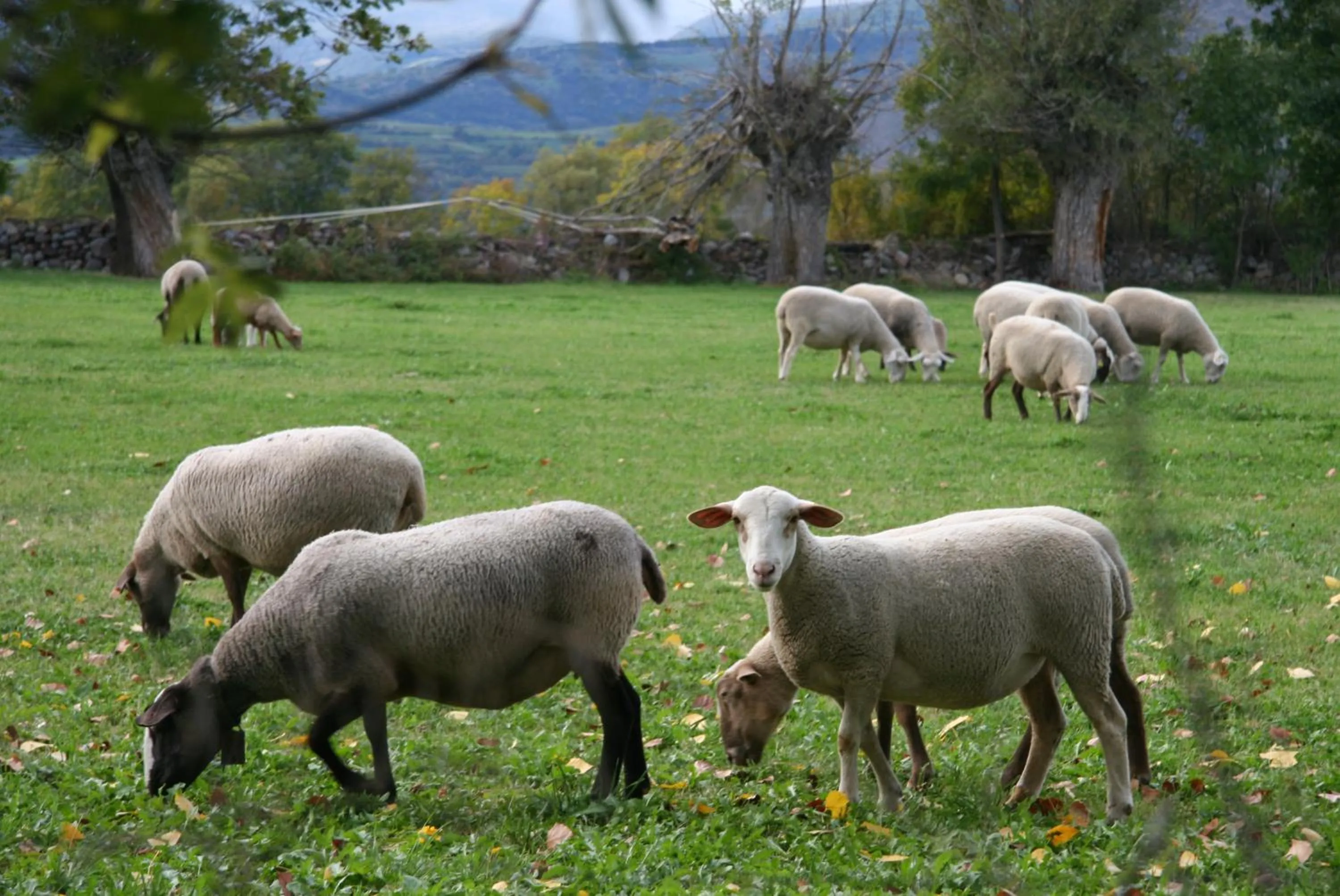 Animals in Hotel Esquirol