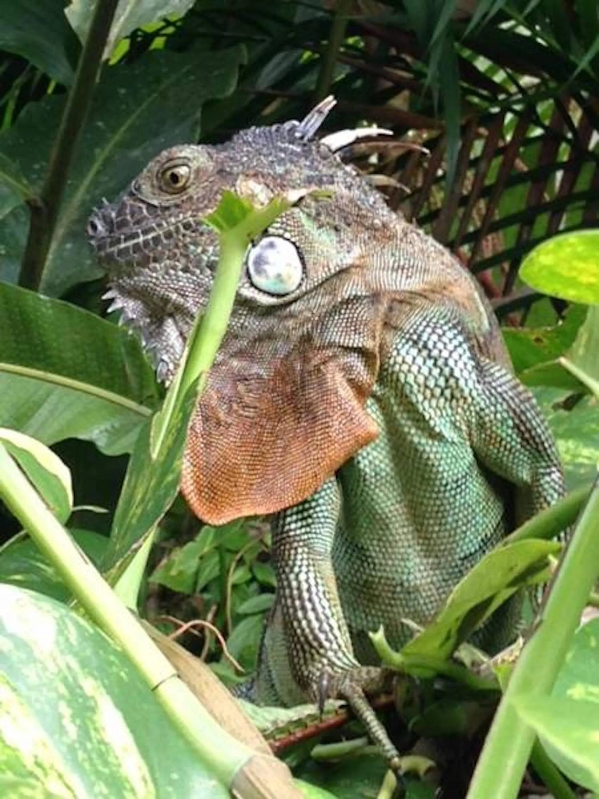Animals in Ten North Tamarindo Beach Hotel