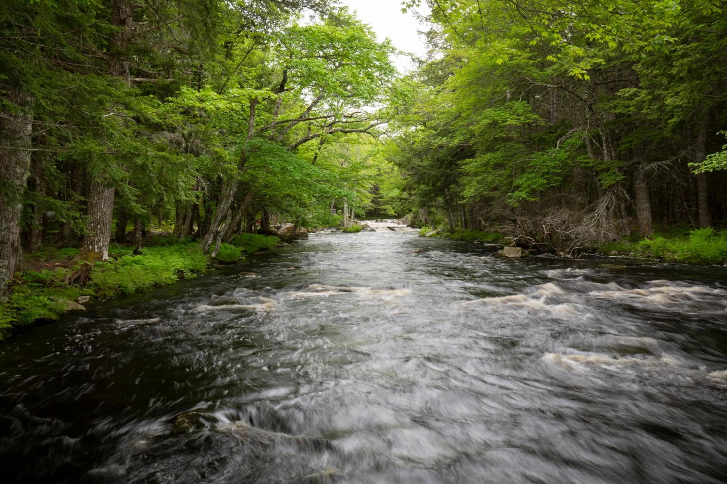 River view in Mersey River Chalets a nature retreat