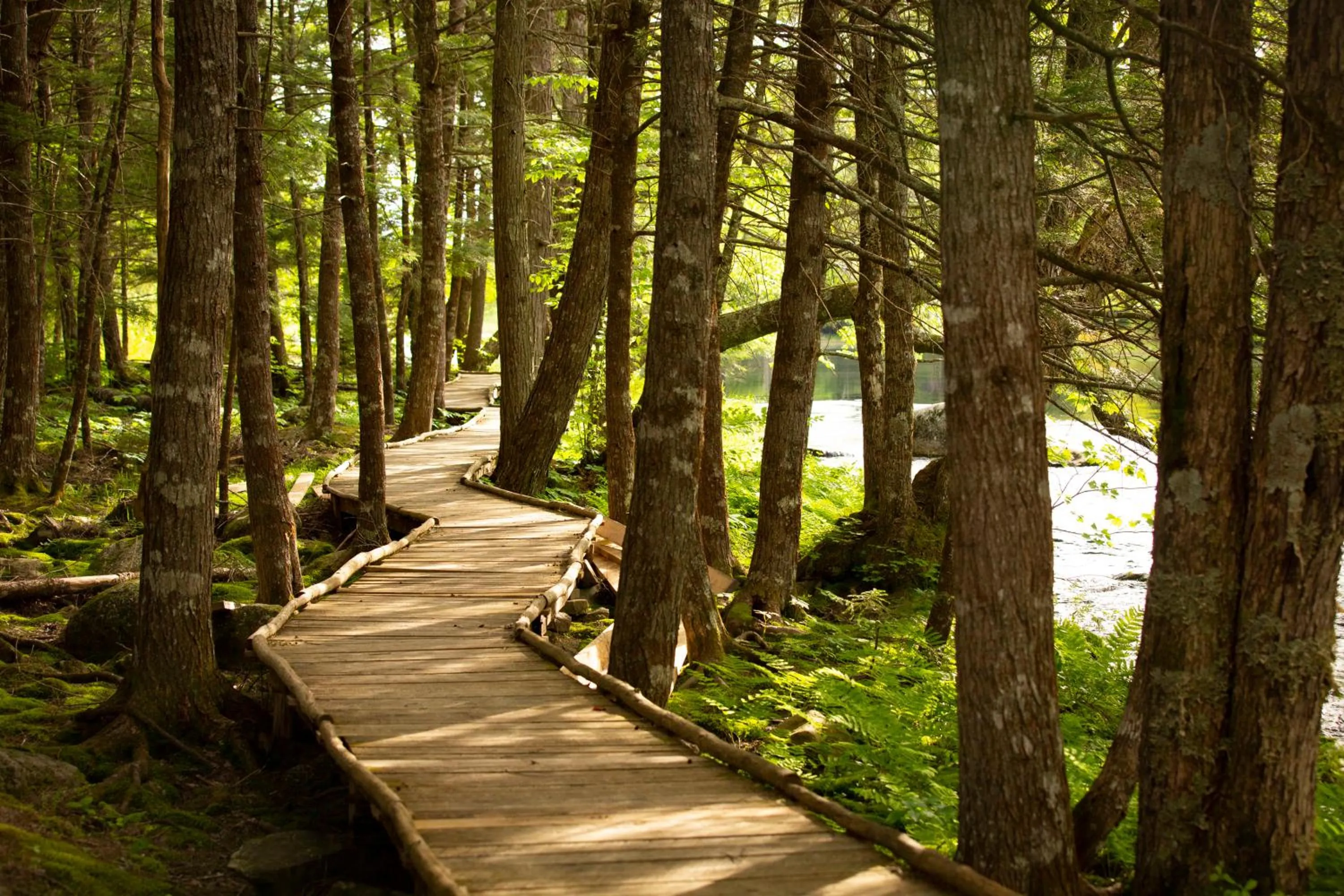 Natural landscape in Mersey River Chalets a nature retreat