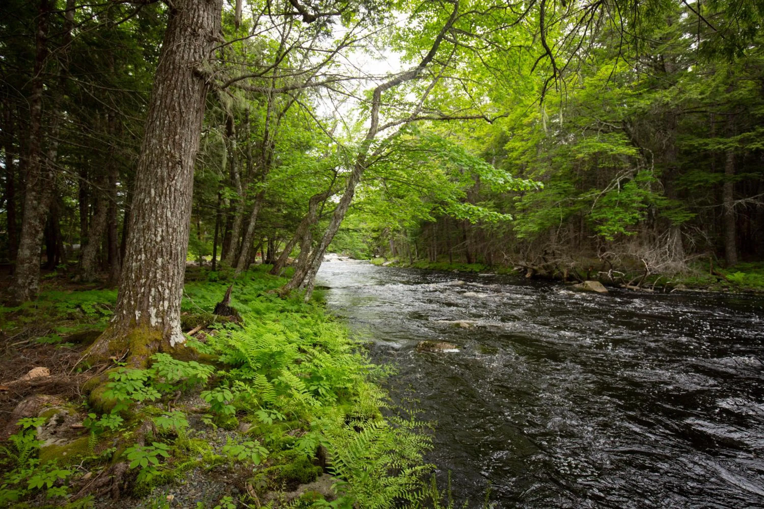 River view in Mersey River Chalets a nature retreat