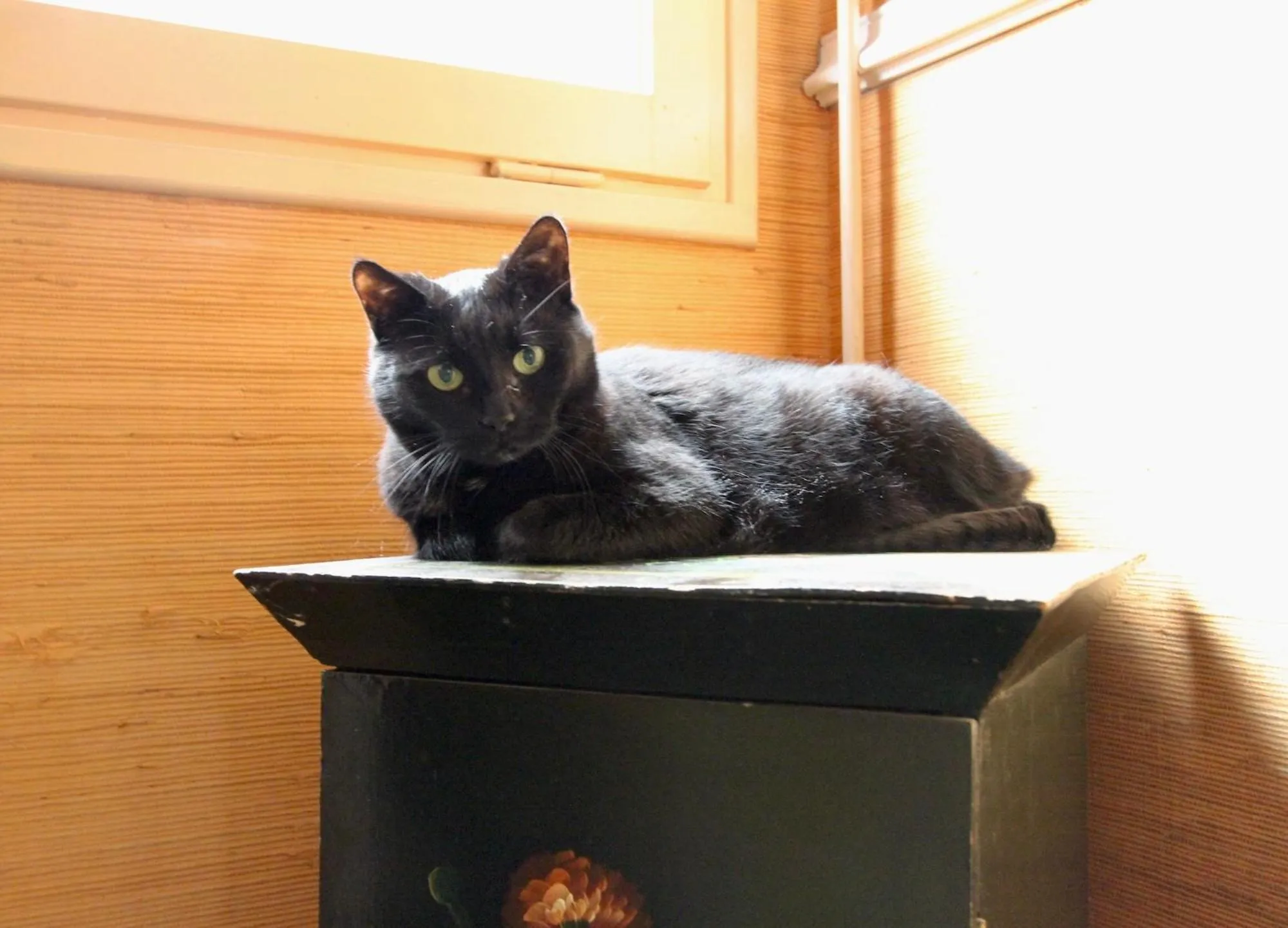 pet friendly in Hôtel Chopin