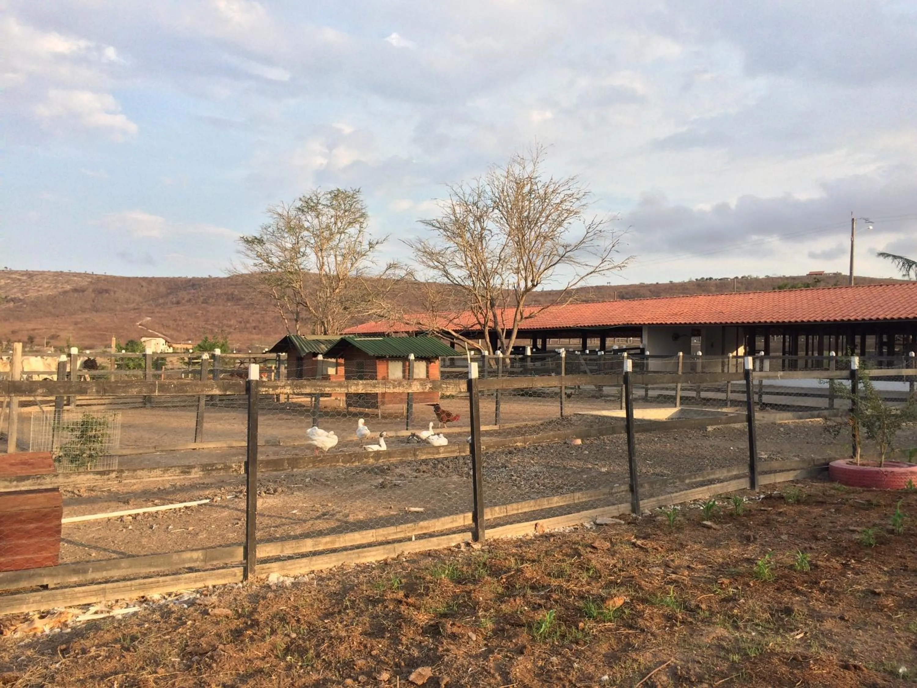 Animals in Monte Castelo Gravatá - Flat