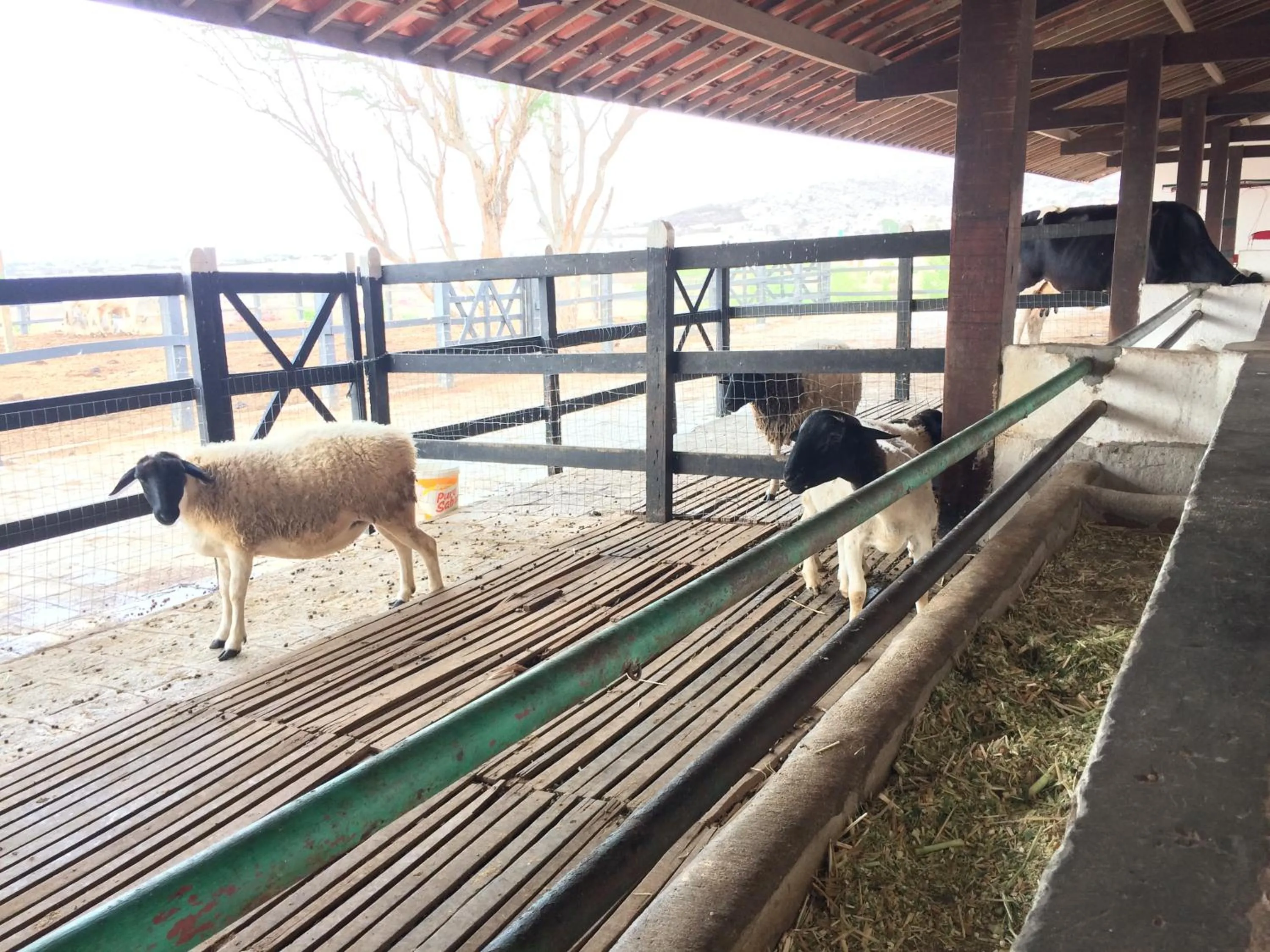 Pets in Monte Castelo Gravatá - Flat