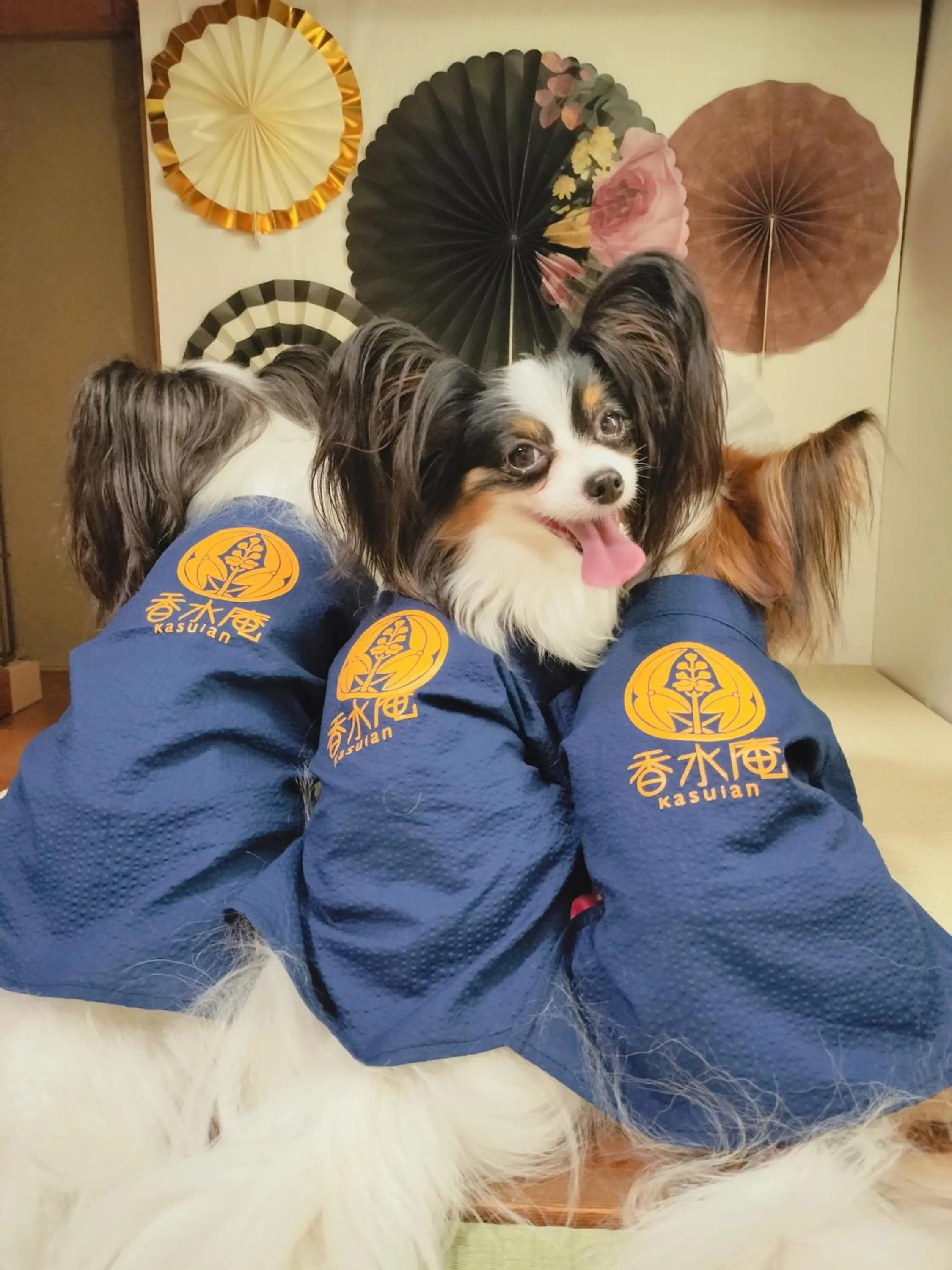 pet friendly in Kasuian