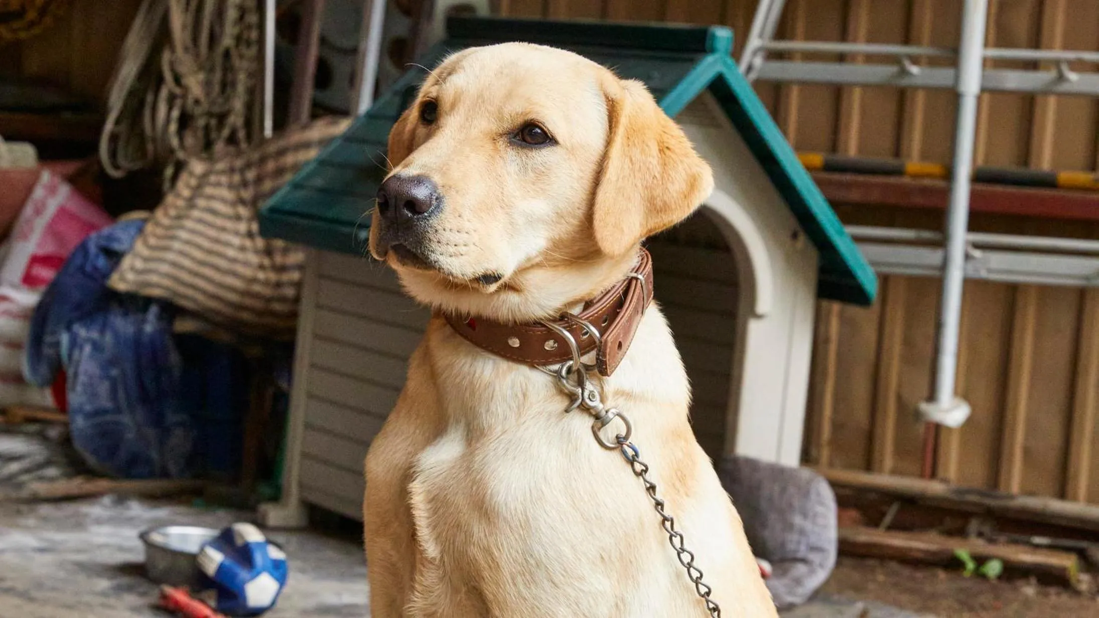 Animals in Tengu Onsen Asama Sanso