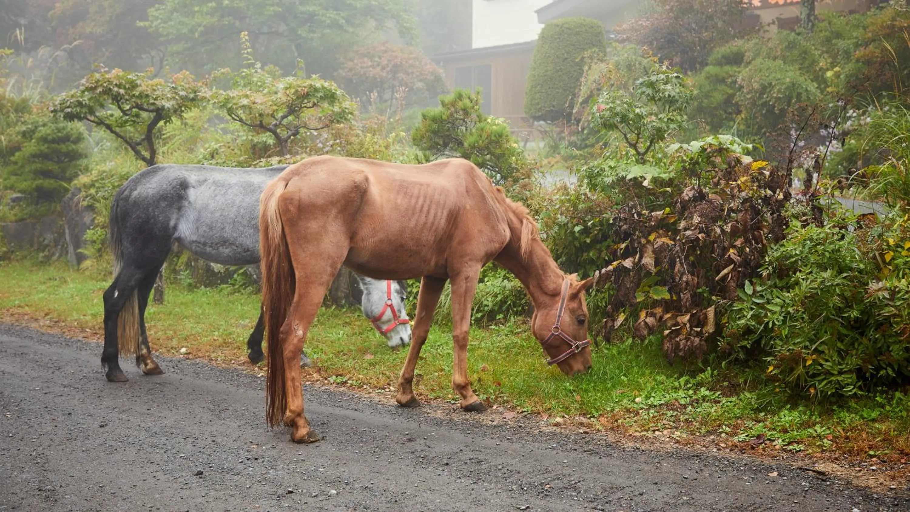 Horse-riding in Tengu Onsen Asama Sanso