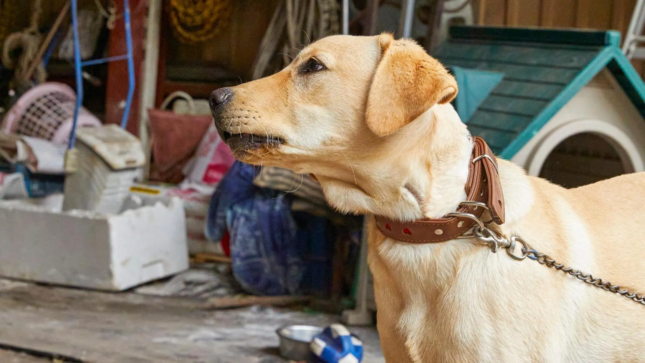 Animals in Tengu Onsen Asama Sanso