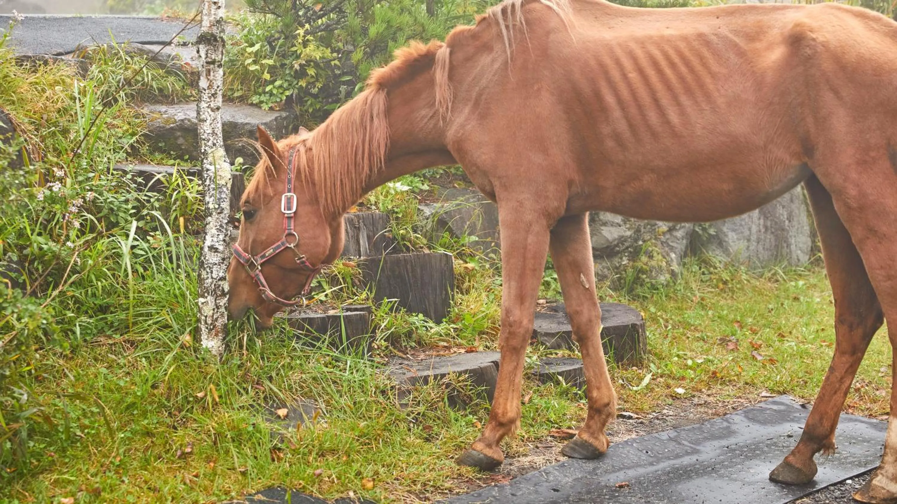 Horse-riding in Tengu Onsen Asama Sanso
