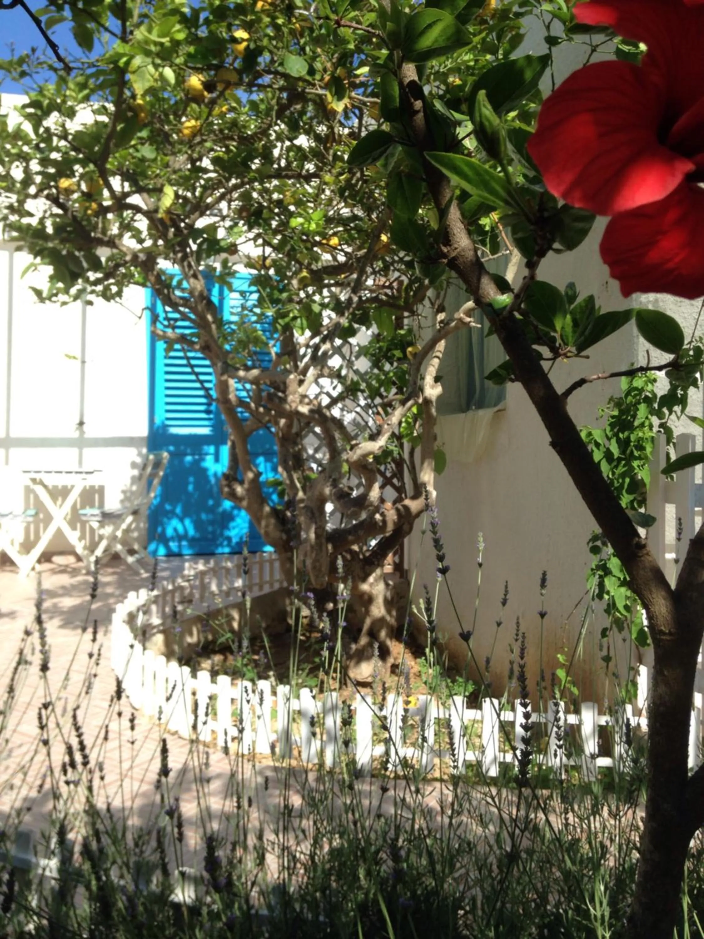 Garden in La Casa del Limoneto