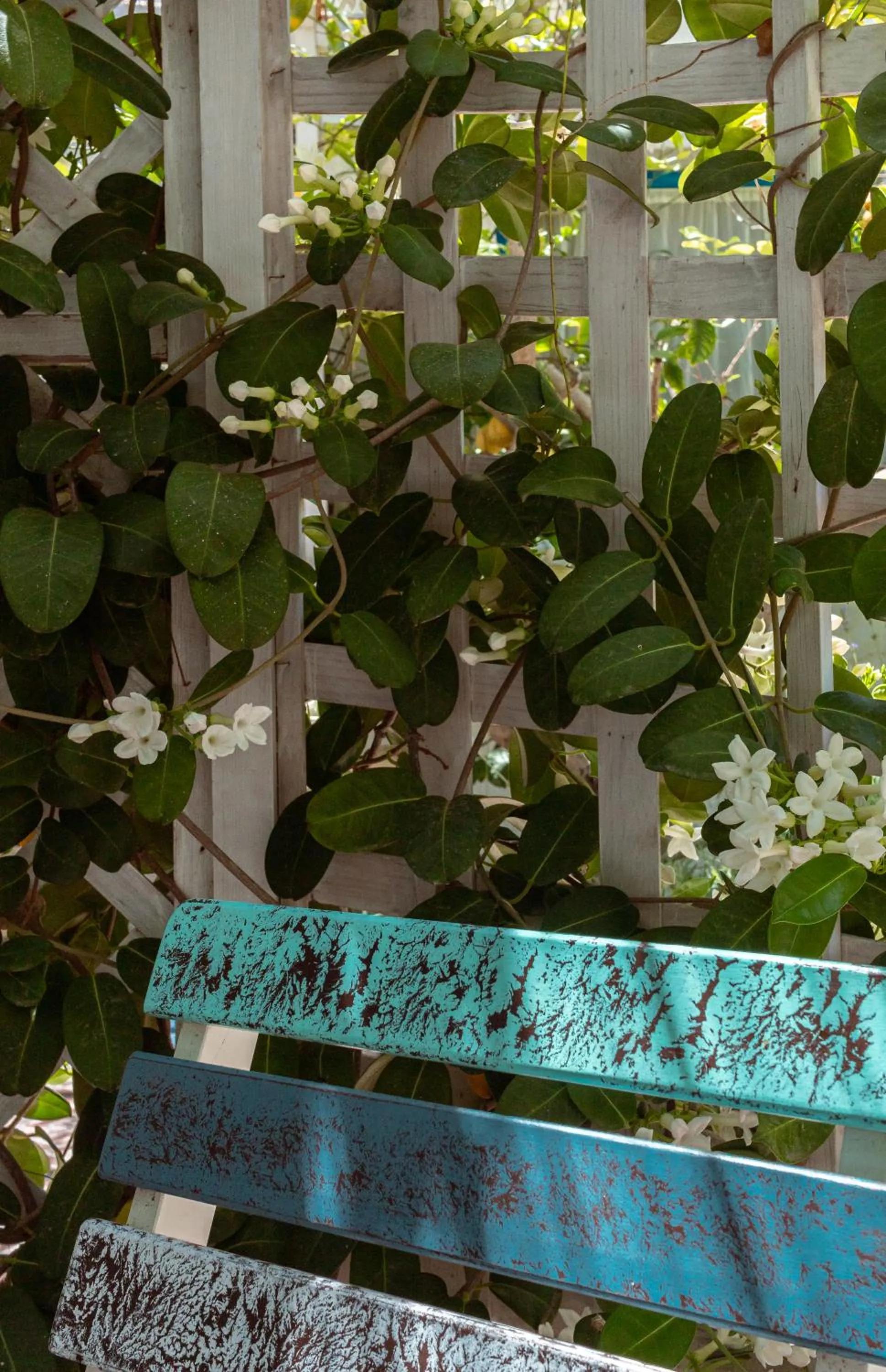 Patio in La Casa del Limoneto