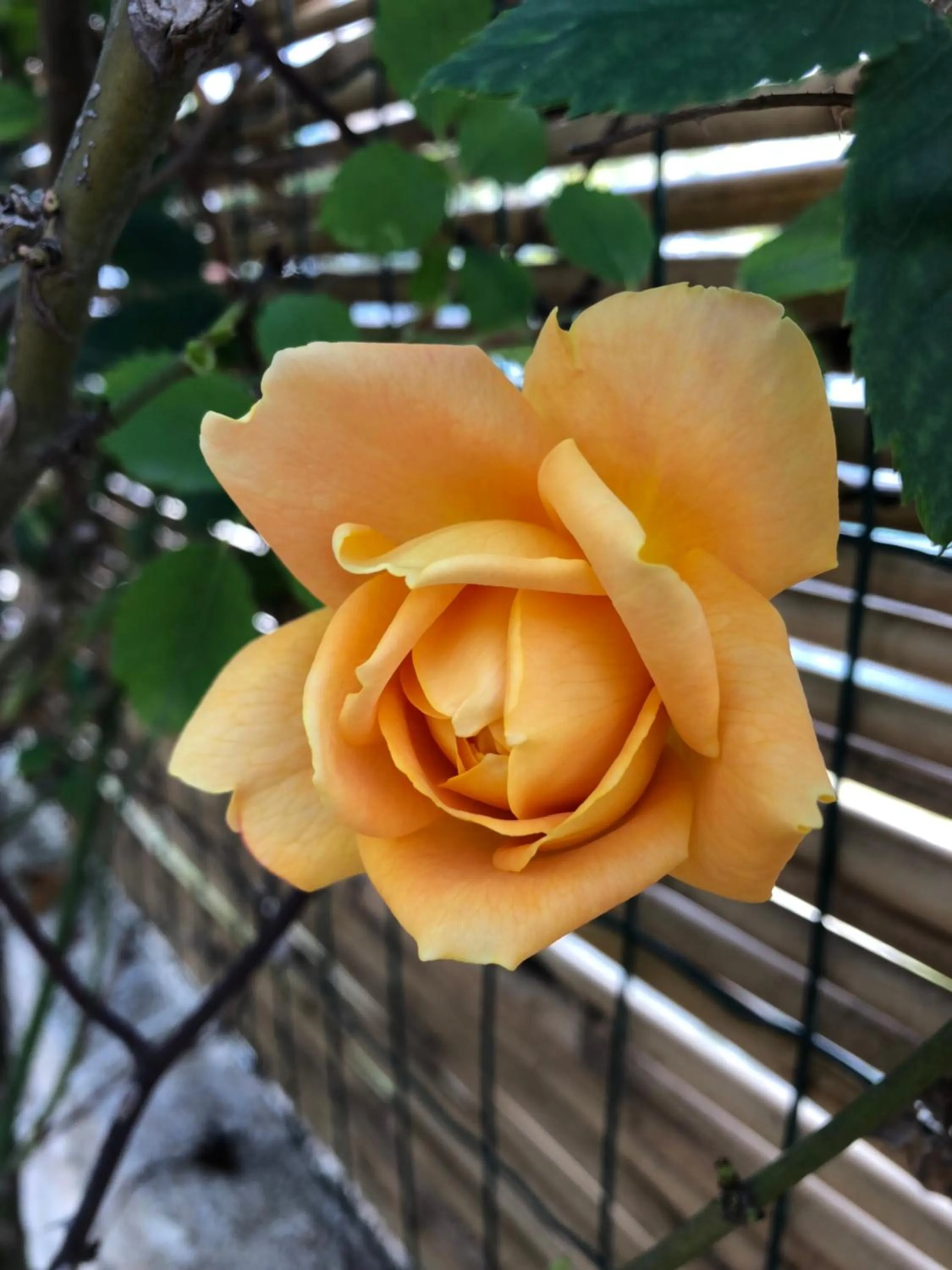 Garden in La Casa del Limoneto