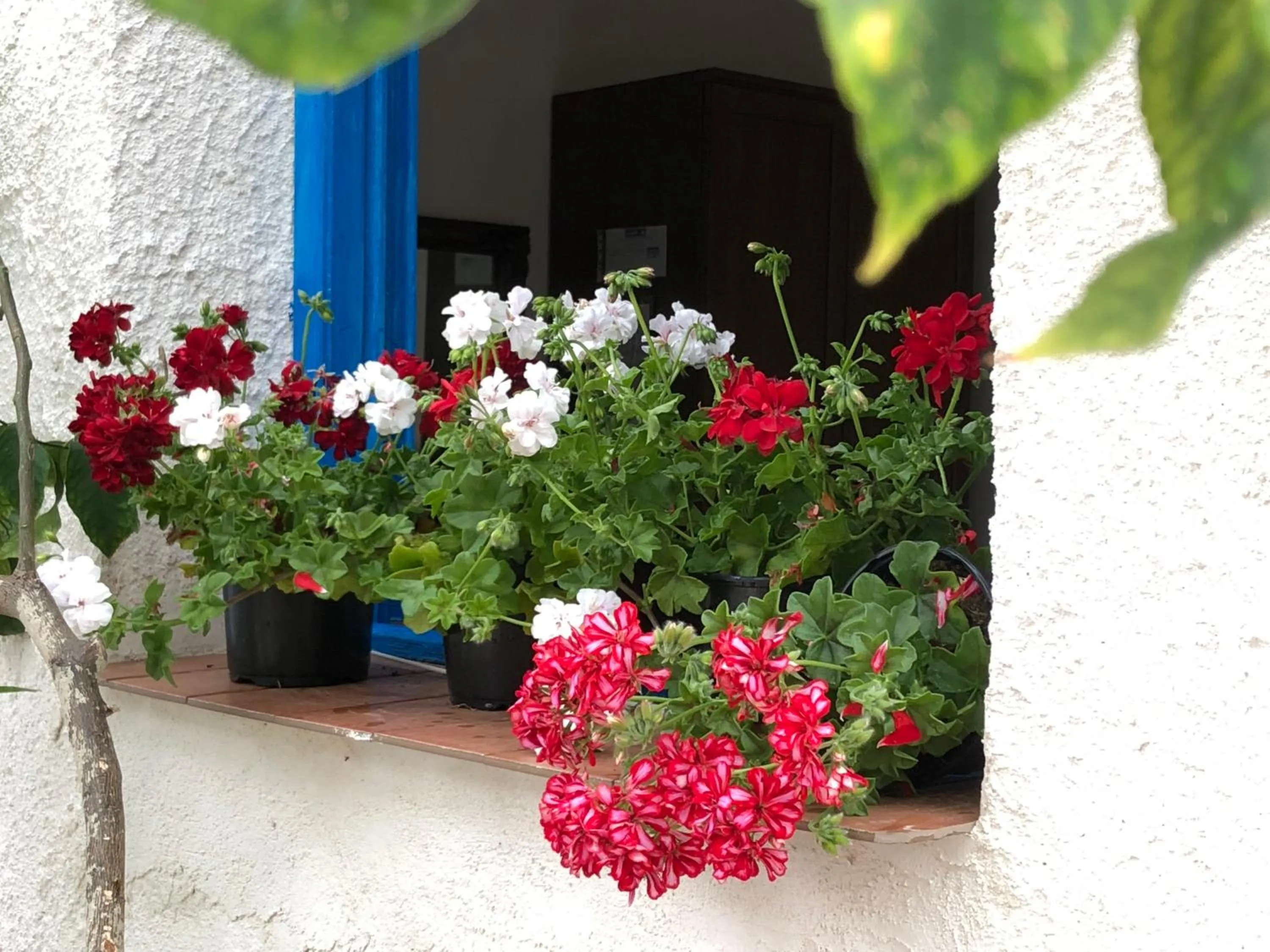 Decorative detail in La Casa del Limoneto