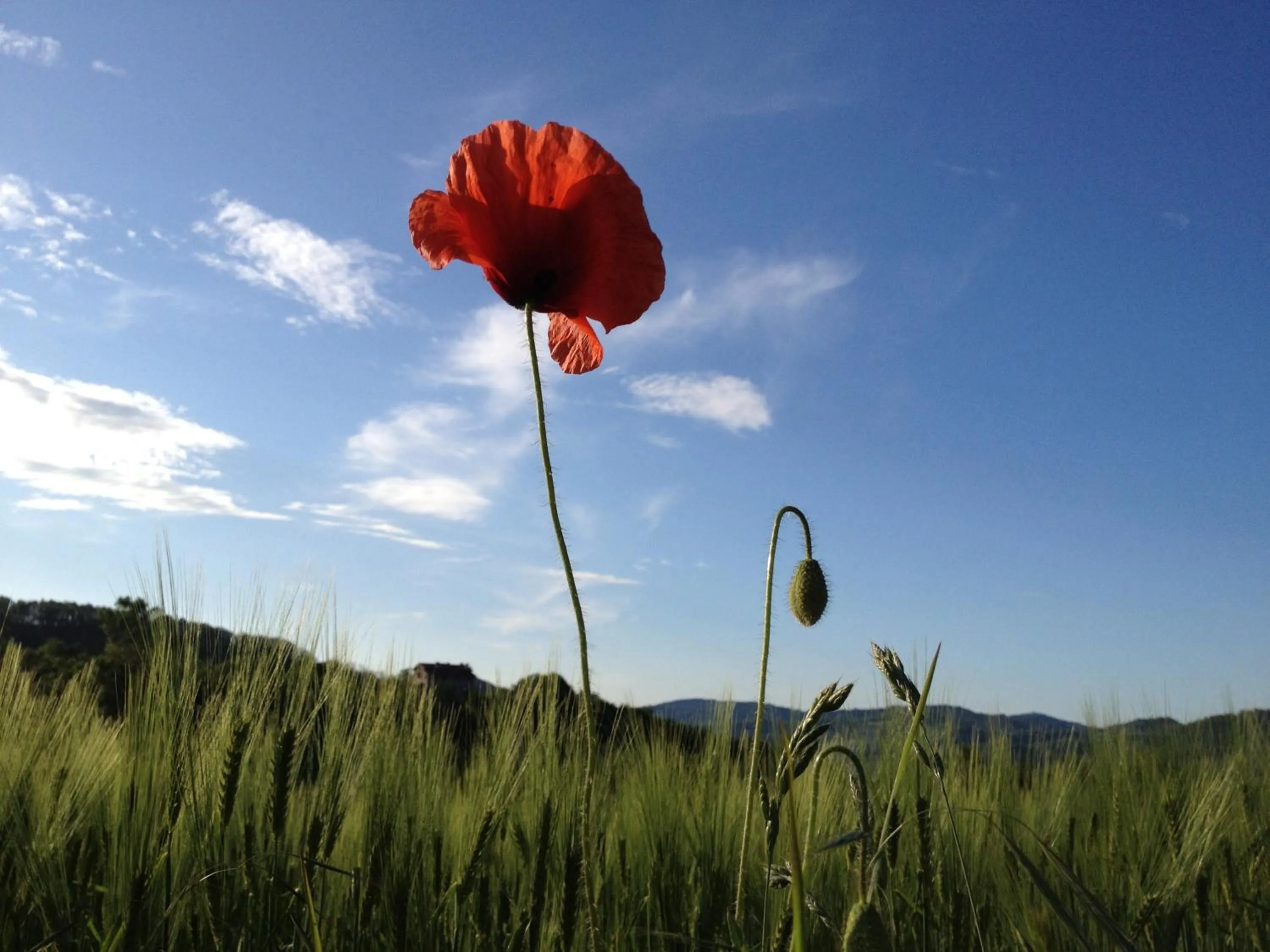 Natural landscape in I Calleri Garden and Rooms