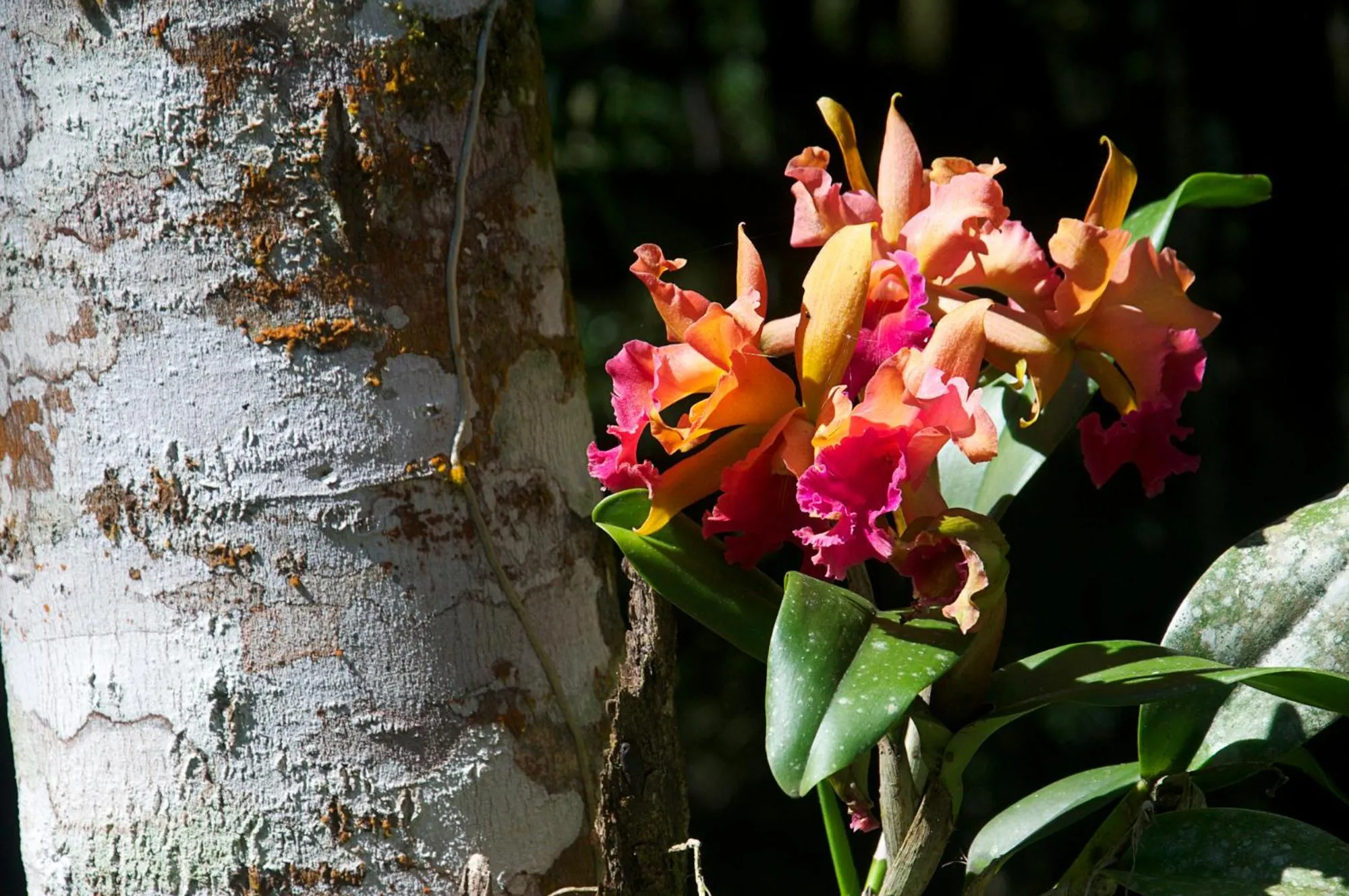 Garden in Sitio Namaste Paraty