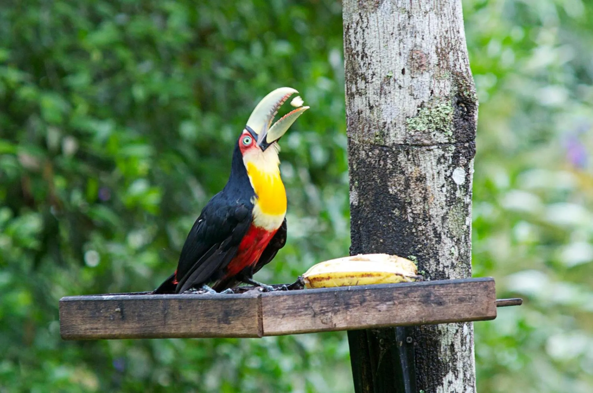 Garden in Sitio Namaste Paraty