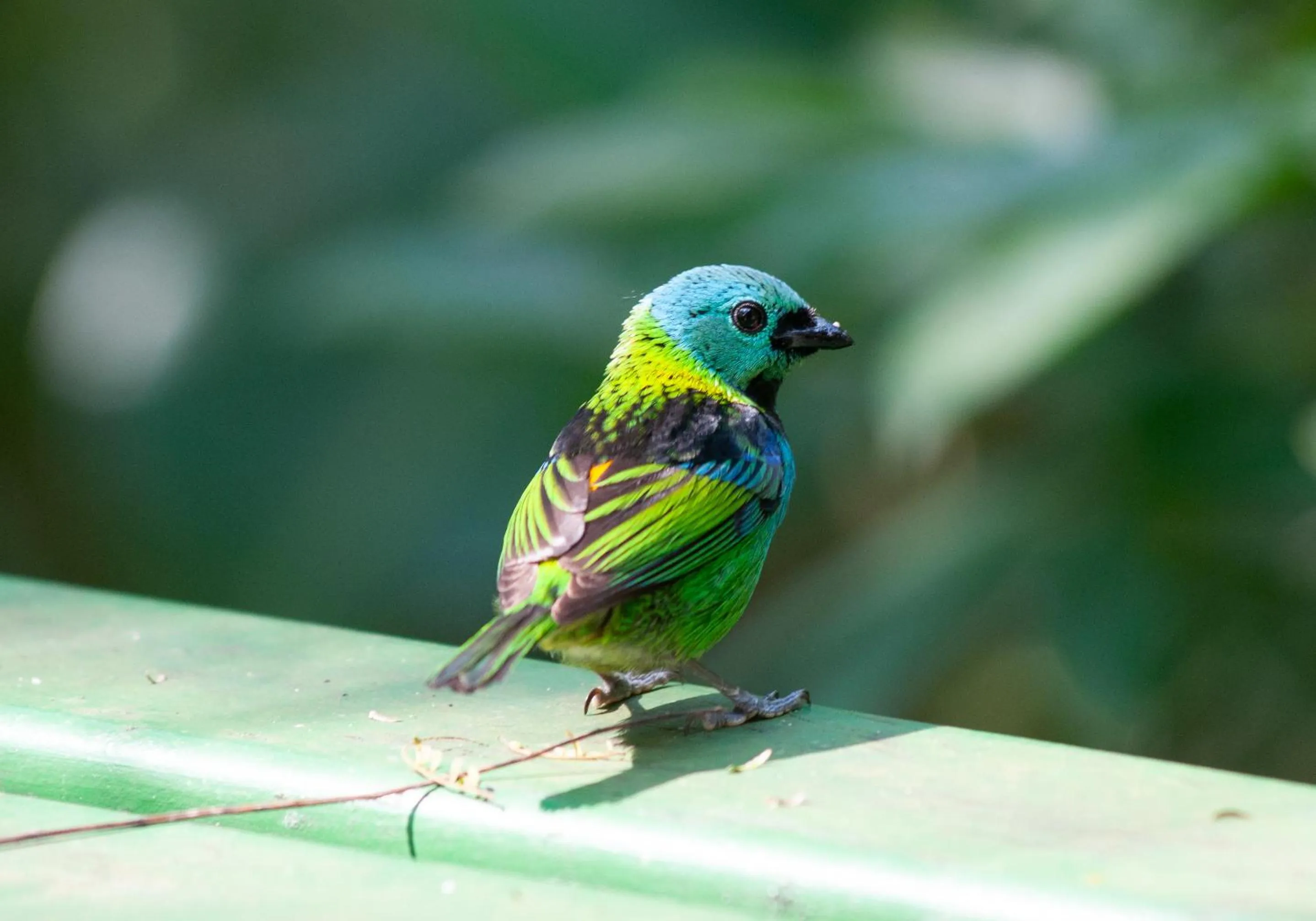 Garden in Sitio Namaste Paraty