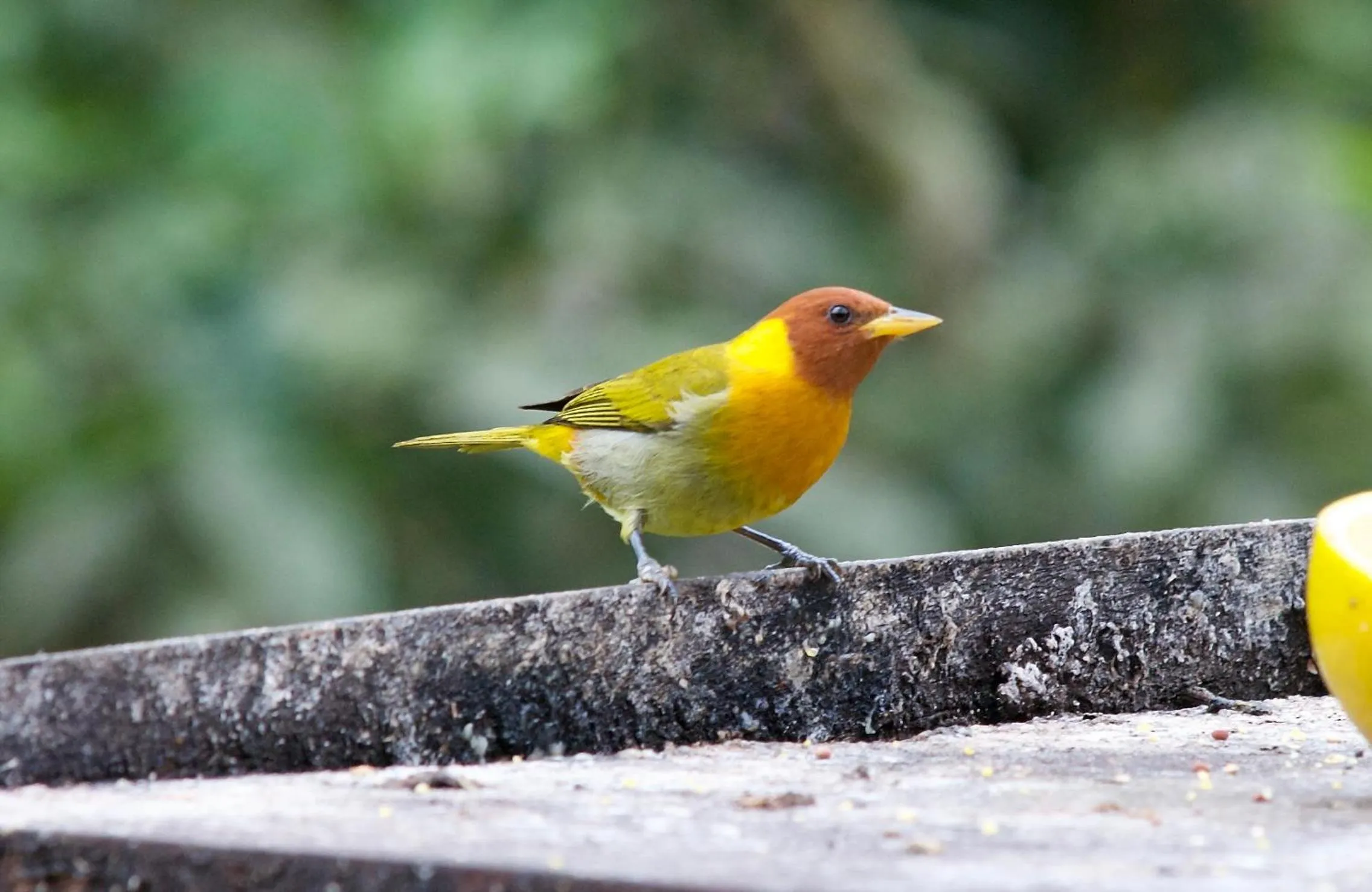 Garden in Sitio Namaste Paraty
