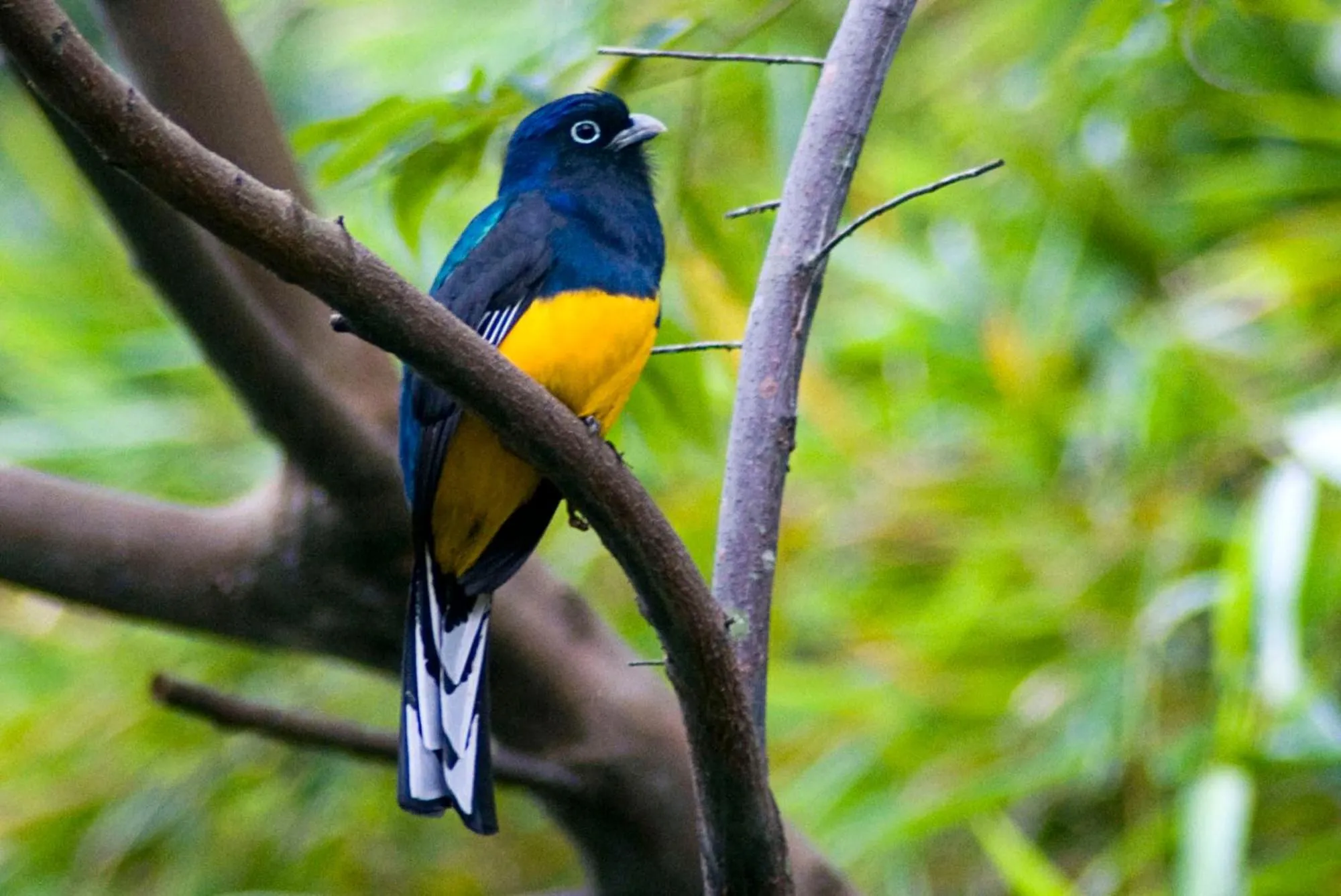 Garden in Sitio Namaste Paraty