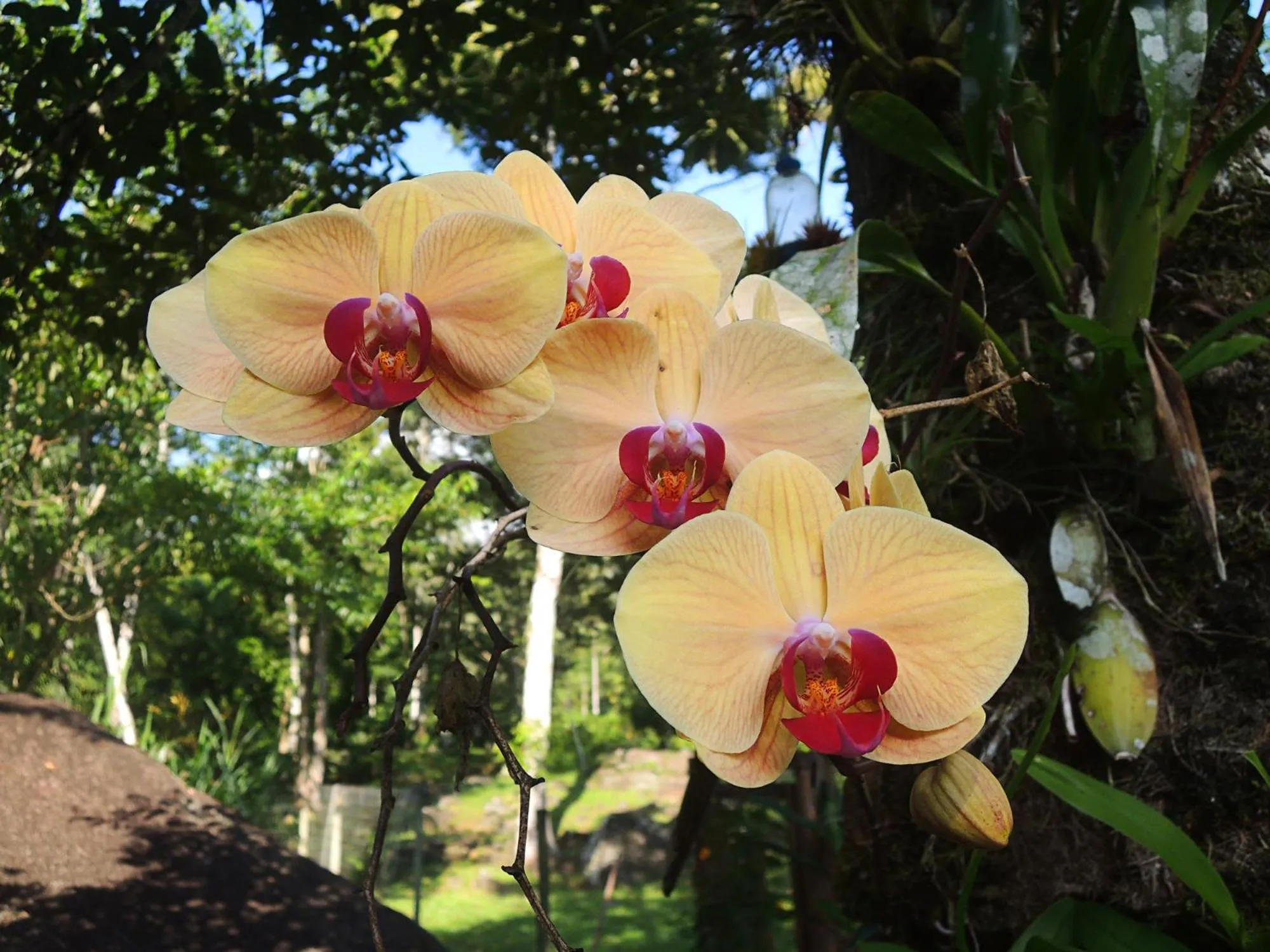 Garden in Sitio Namaste Paraty
