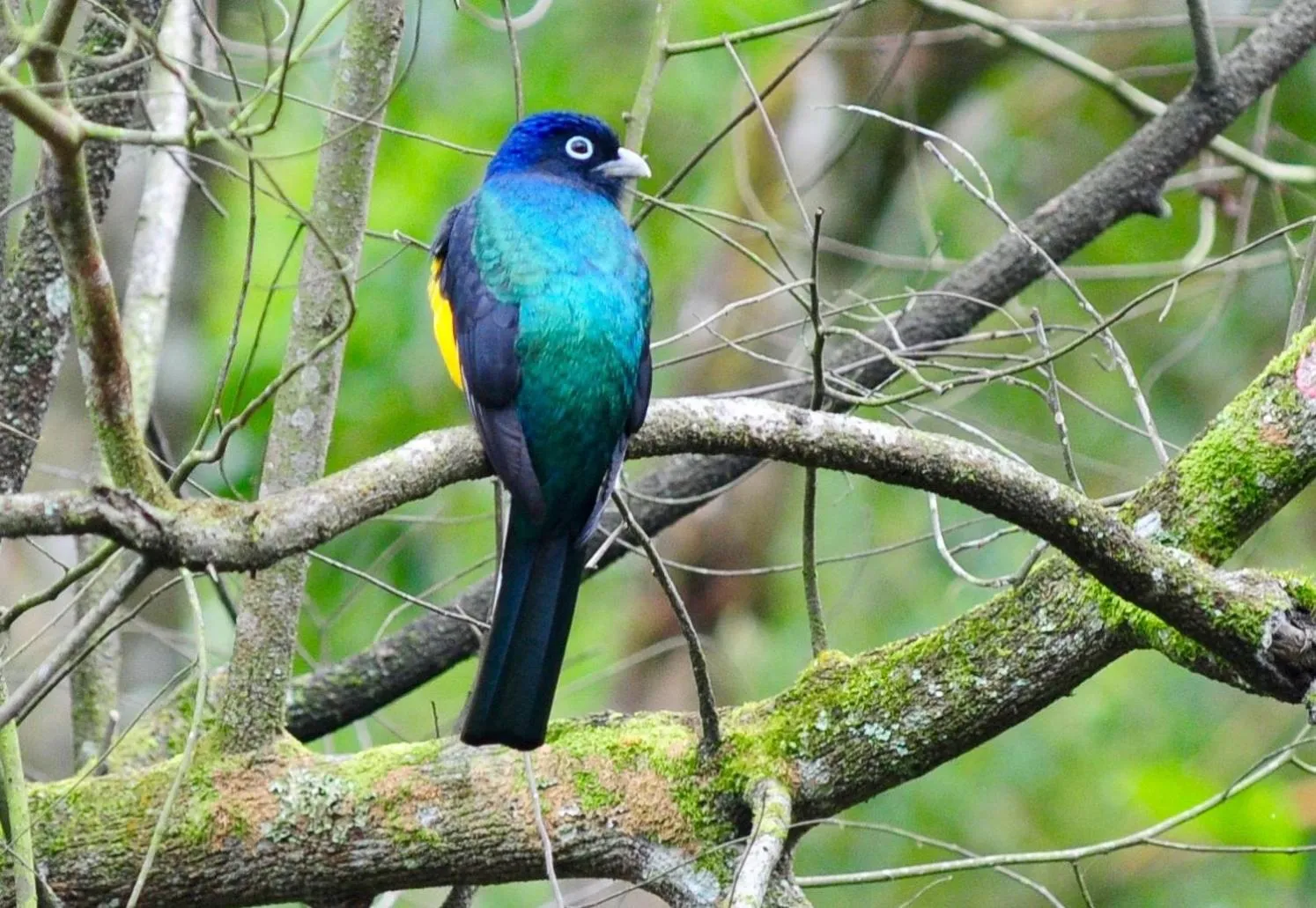 Garden in Sitio Namaste Paraty