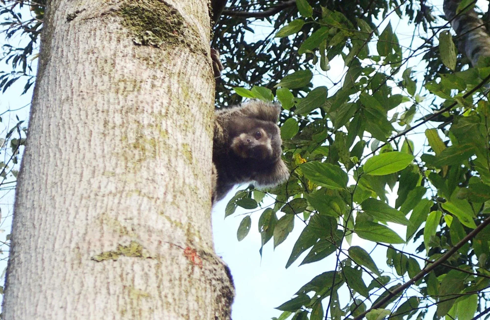 Animals in Sitio Namaste Paraty