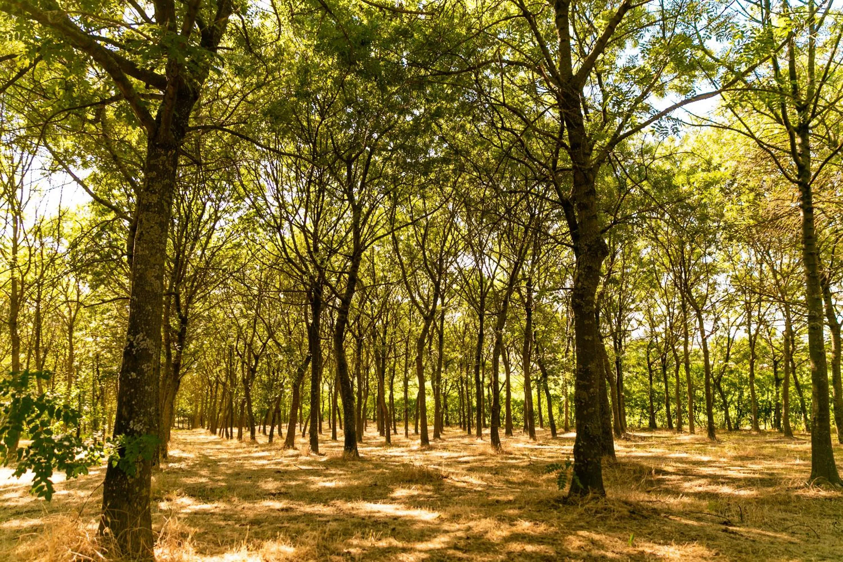 Garden in Il Podere Del Germano Reale