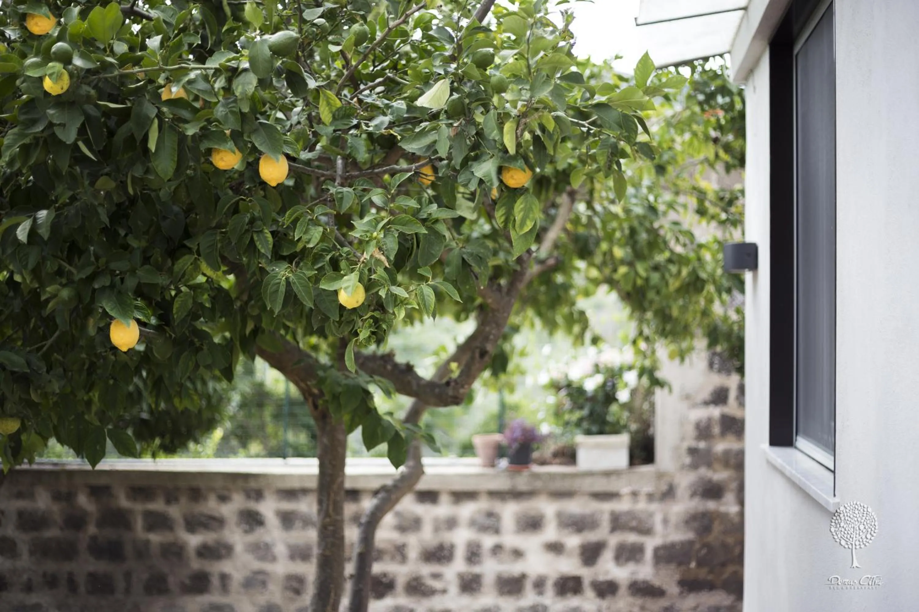 Garden in Domus Citri