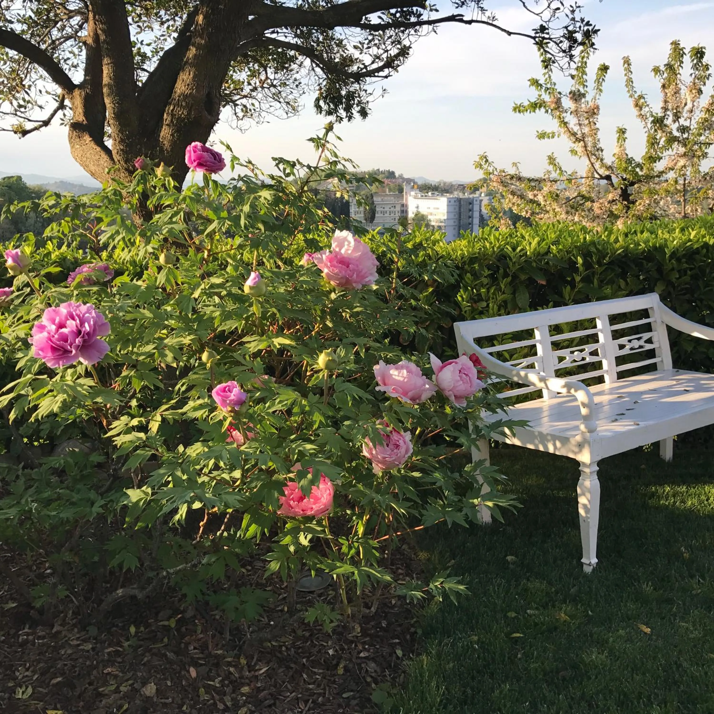 Garden in Residenza Ambrogi