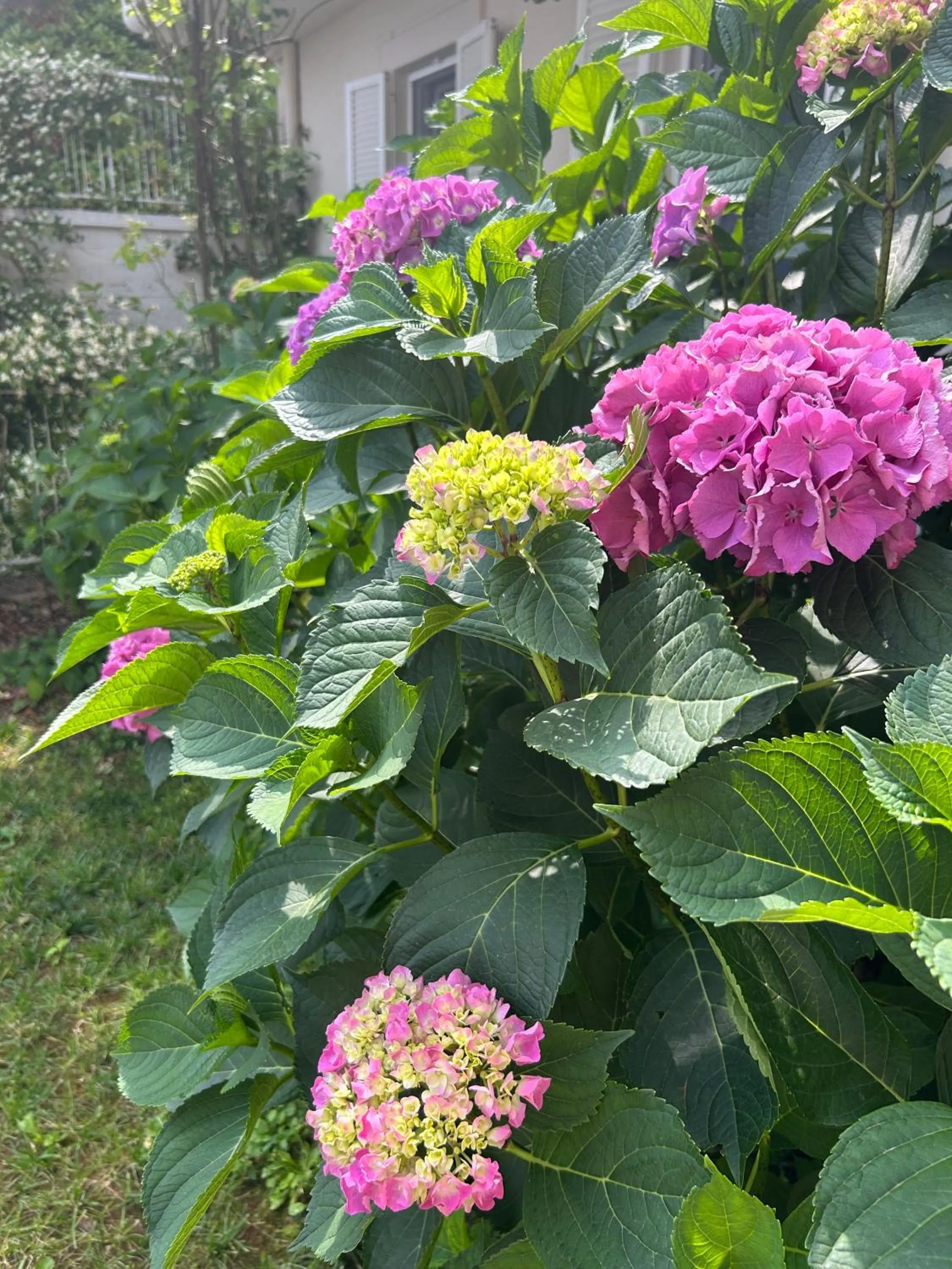 Garden in Residenza Ambrogi