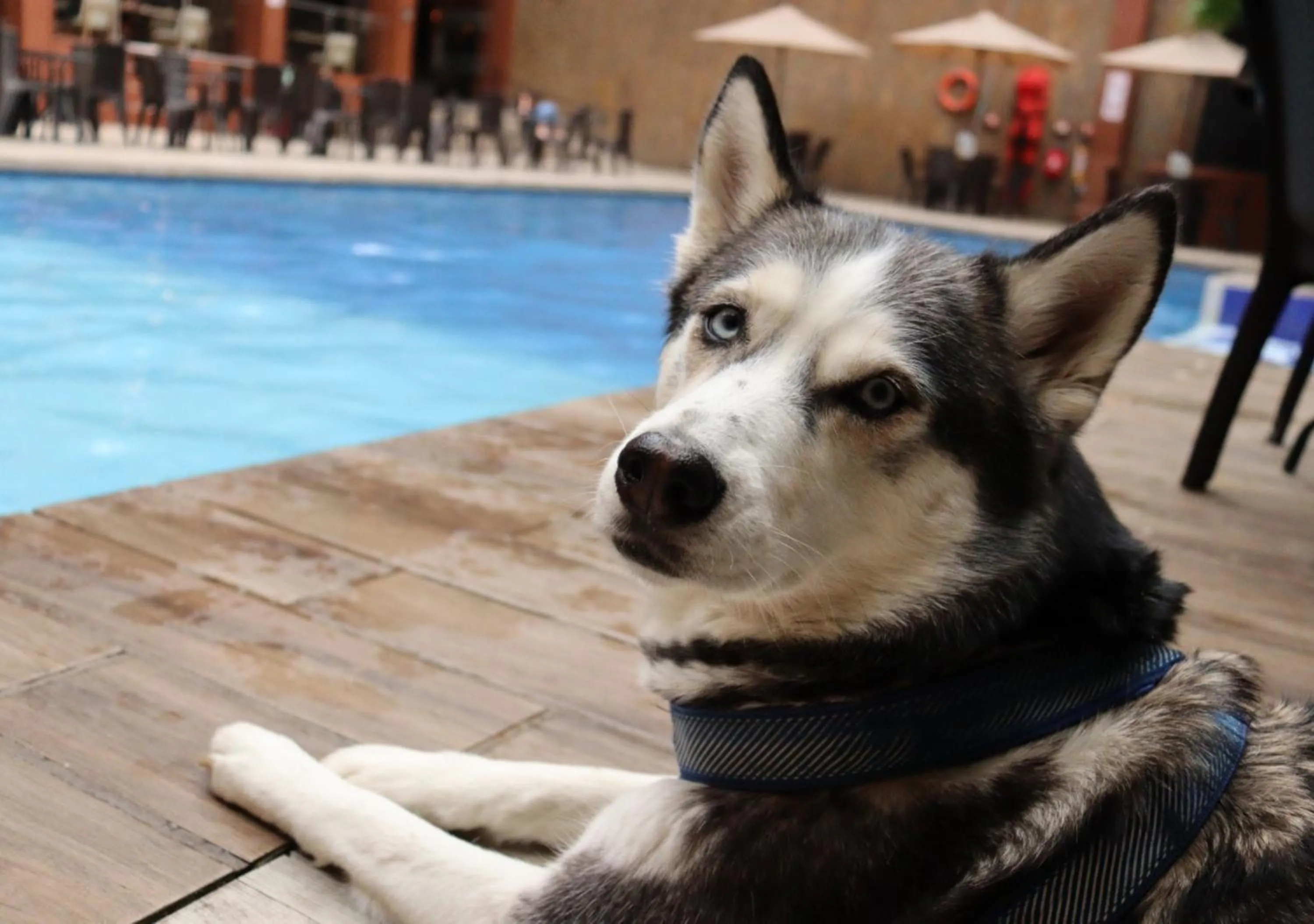 Pets in Hotel Grand Park