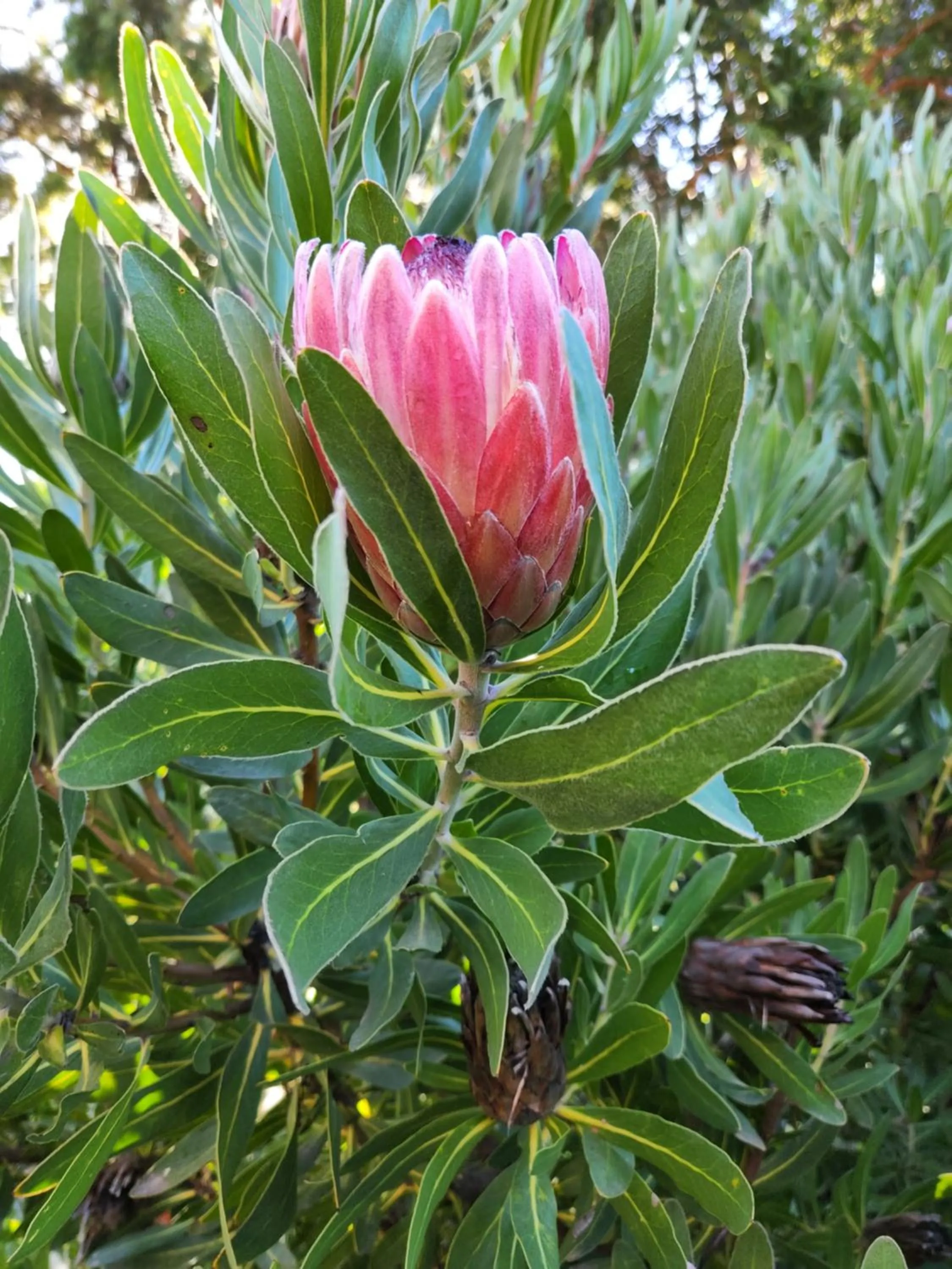 The Highlander Motel - 24HR Check In