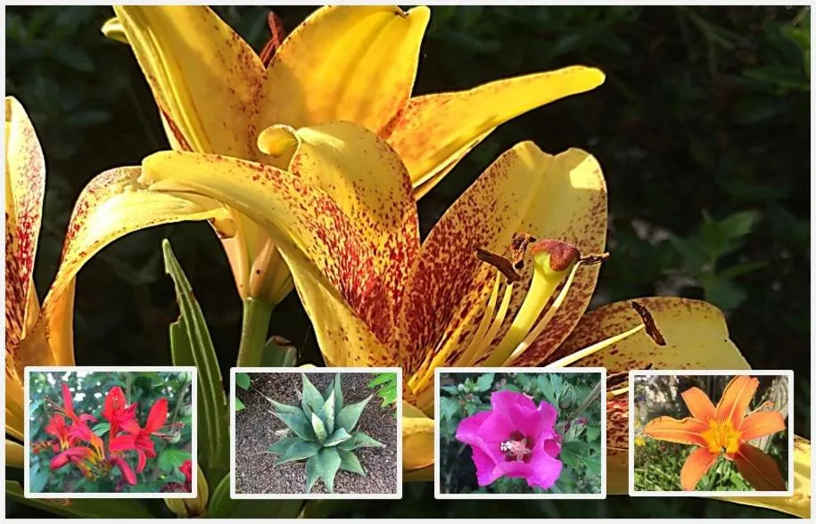 Garden in Chambres d'hôtes de La Roche