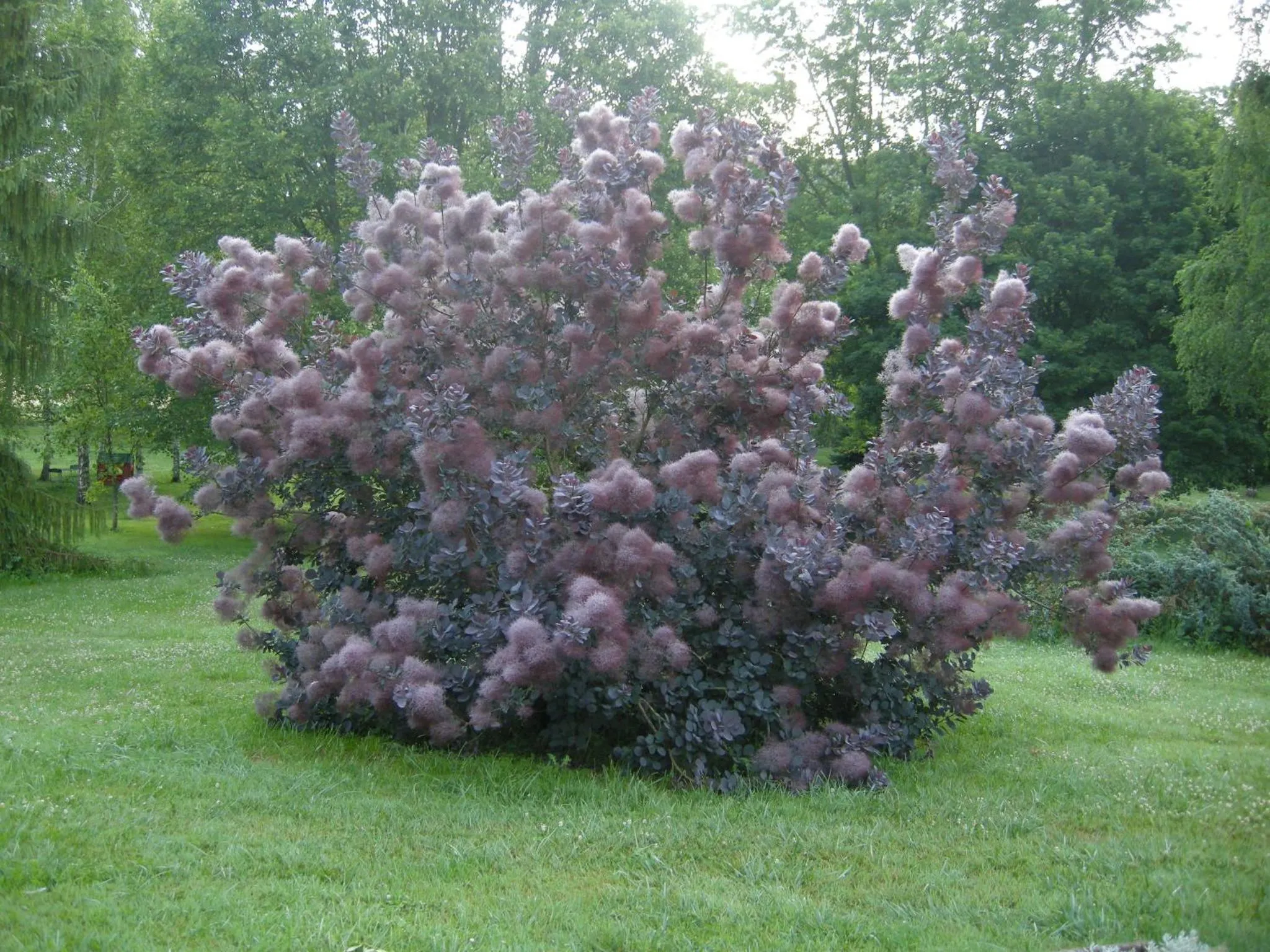 Garden view in Le Grand Pré