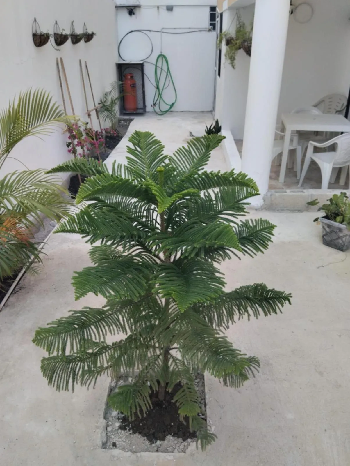 Patio in Nely y Pietro share apartment