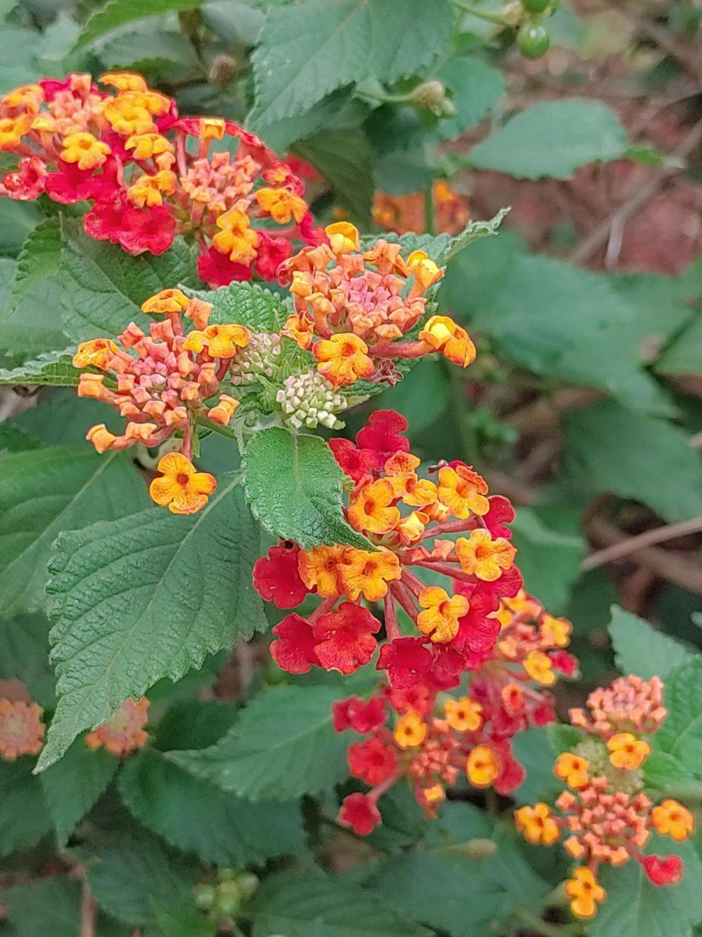 Garden in Tanzanice Farm Lodge